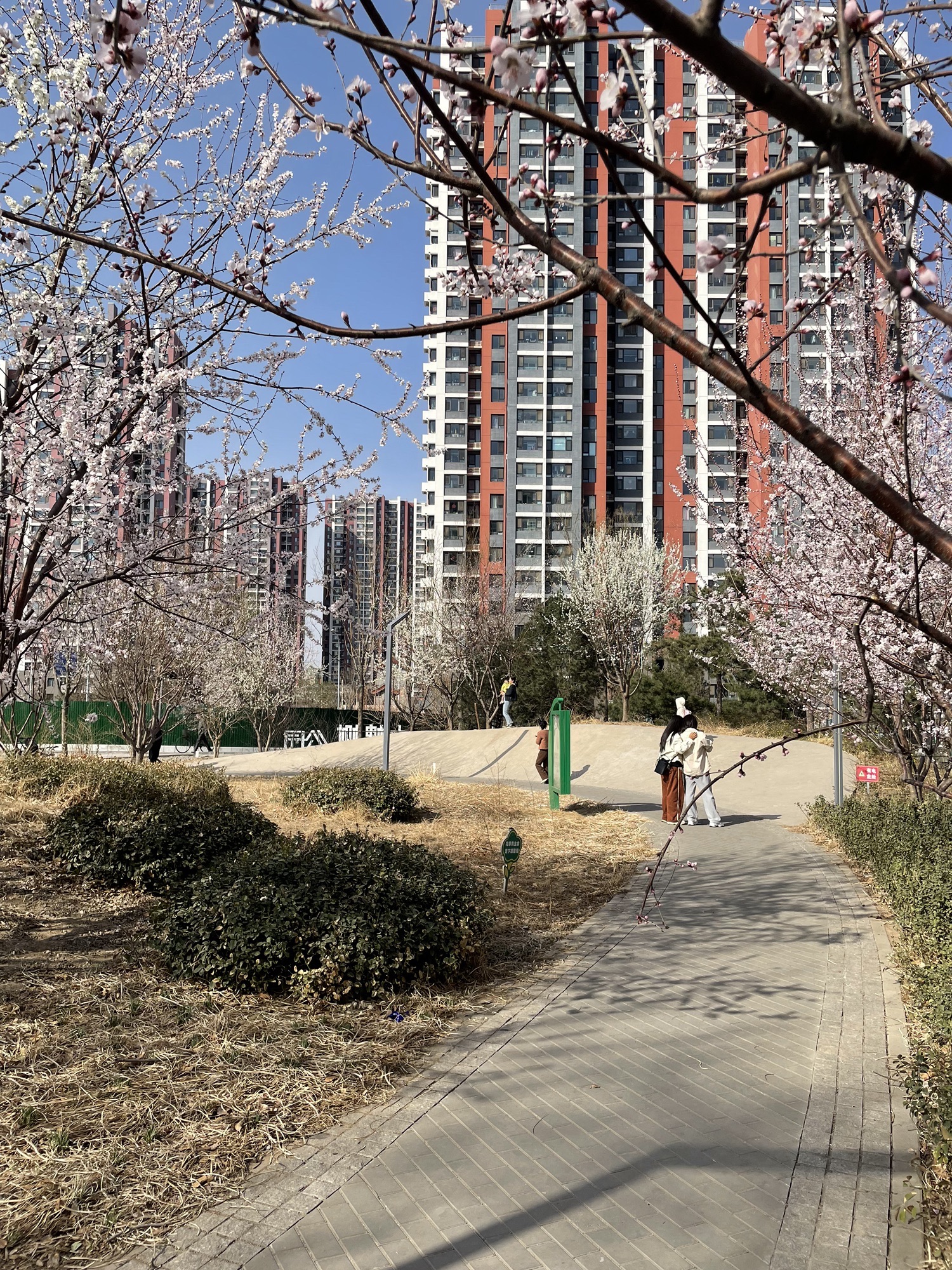 大槐树公园旅行图片 1
