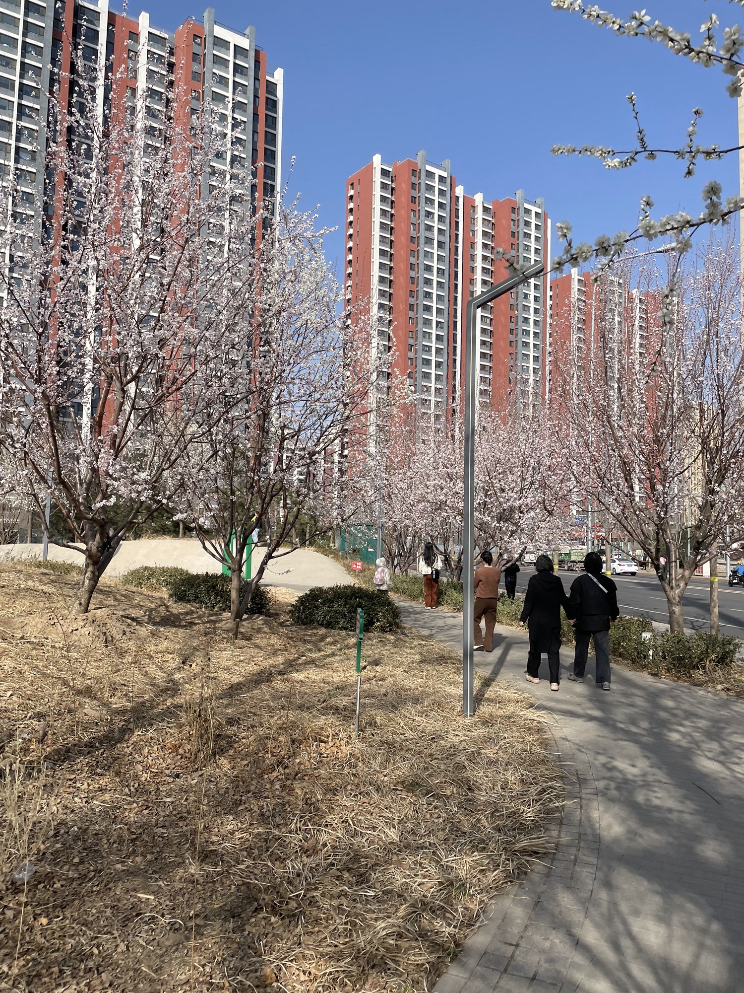 大槐树公园旅行图片 2