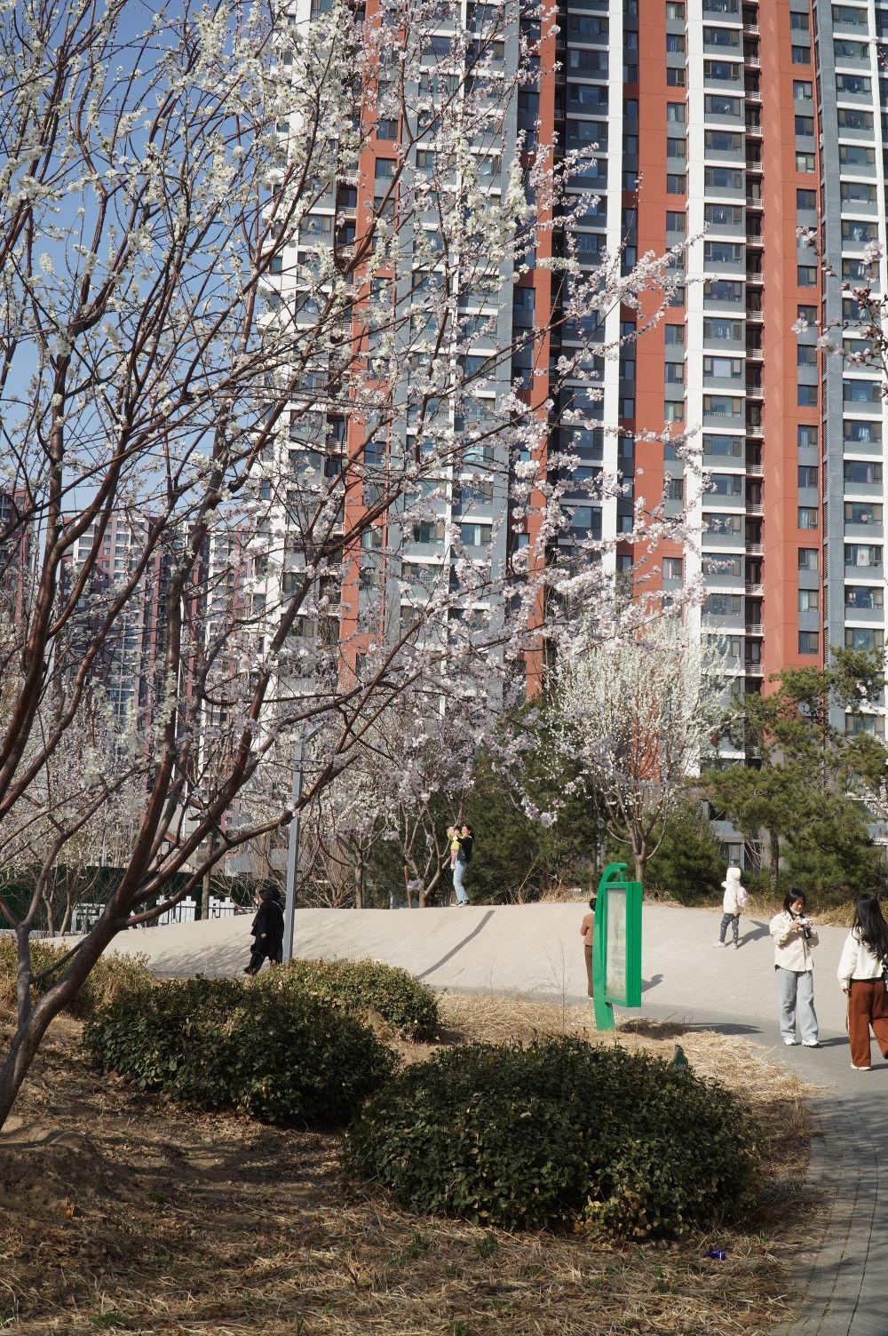 大槐树公园旅行图片 3