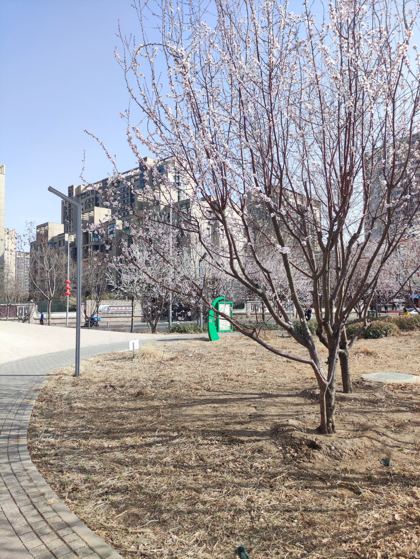 大槐树公园旅行图片 3