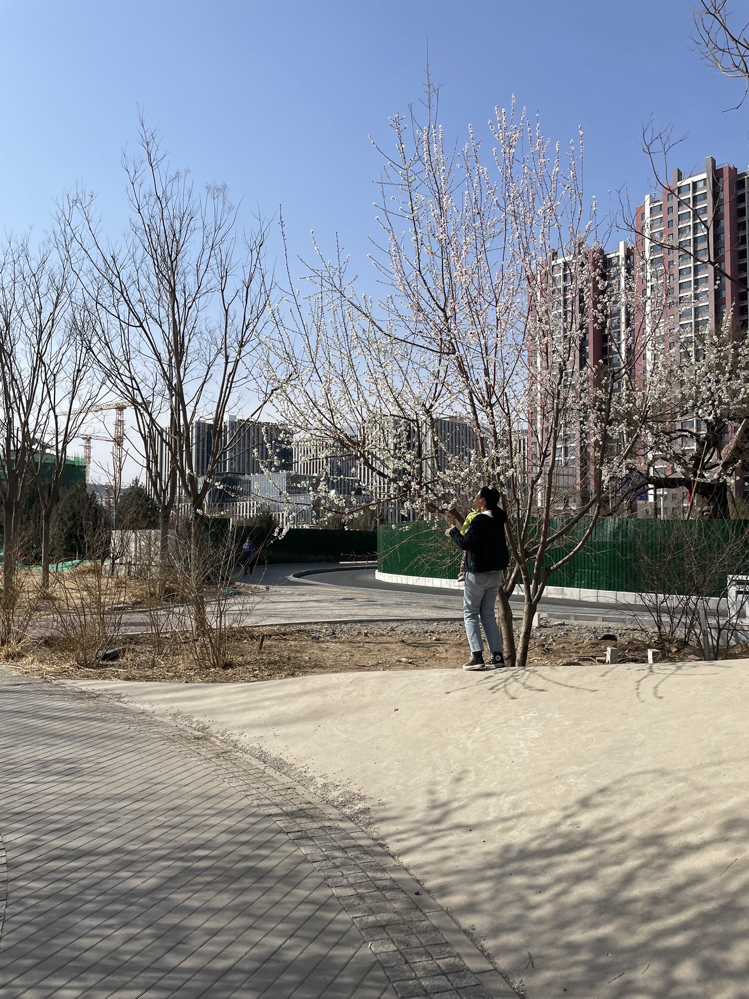 大槐树公园旅行图片 2