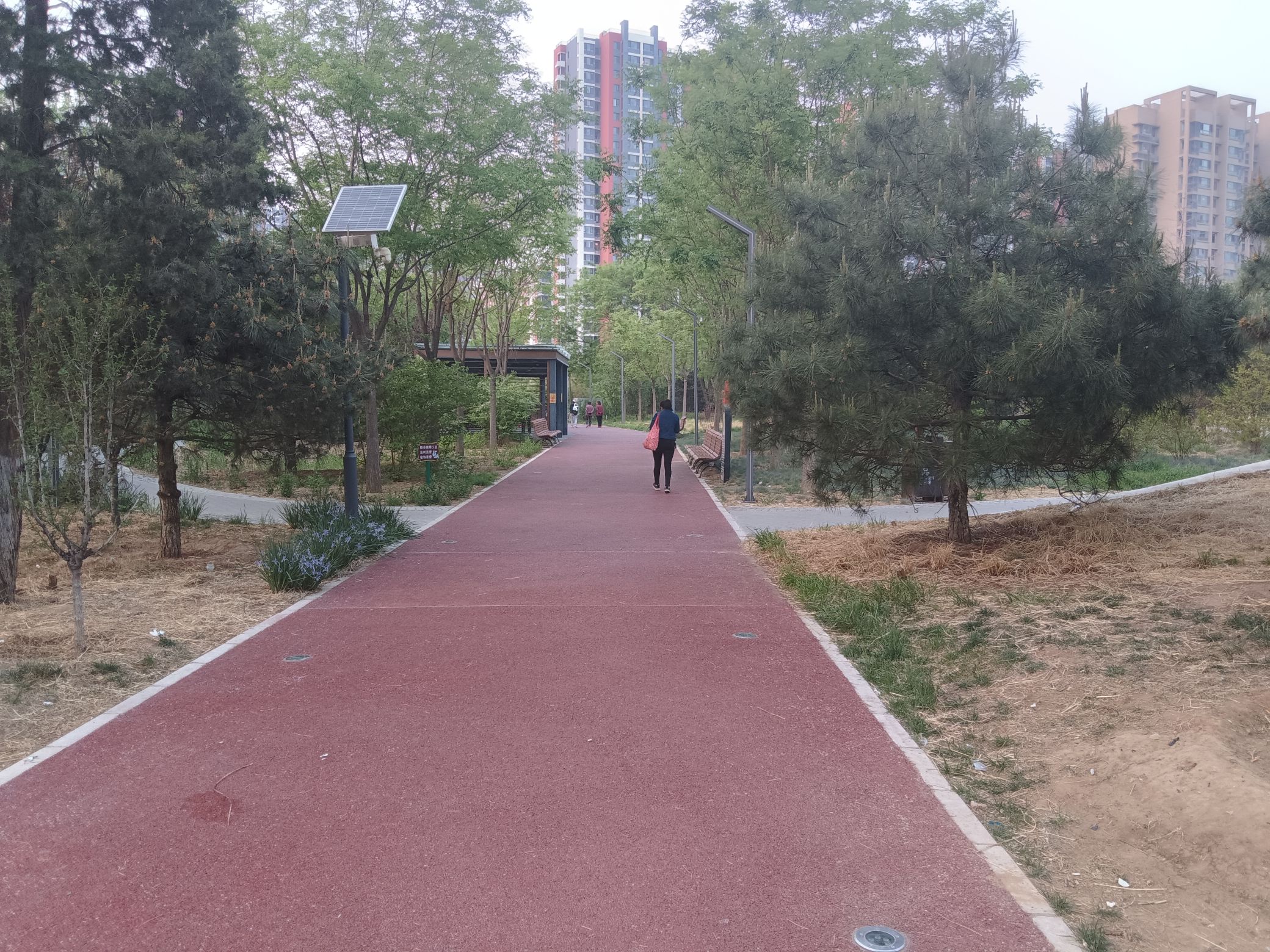 大槐树公园旅行图片 2