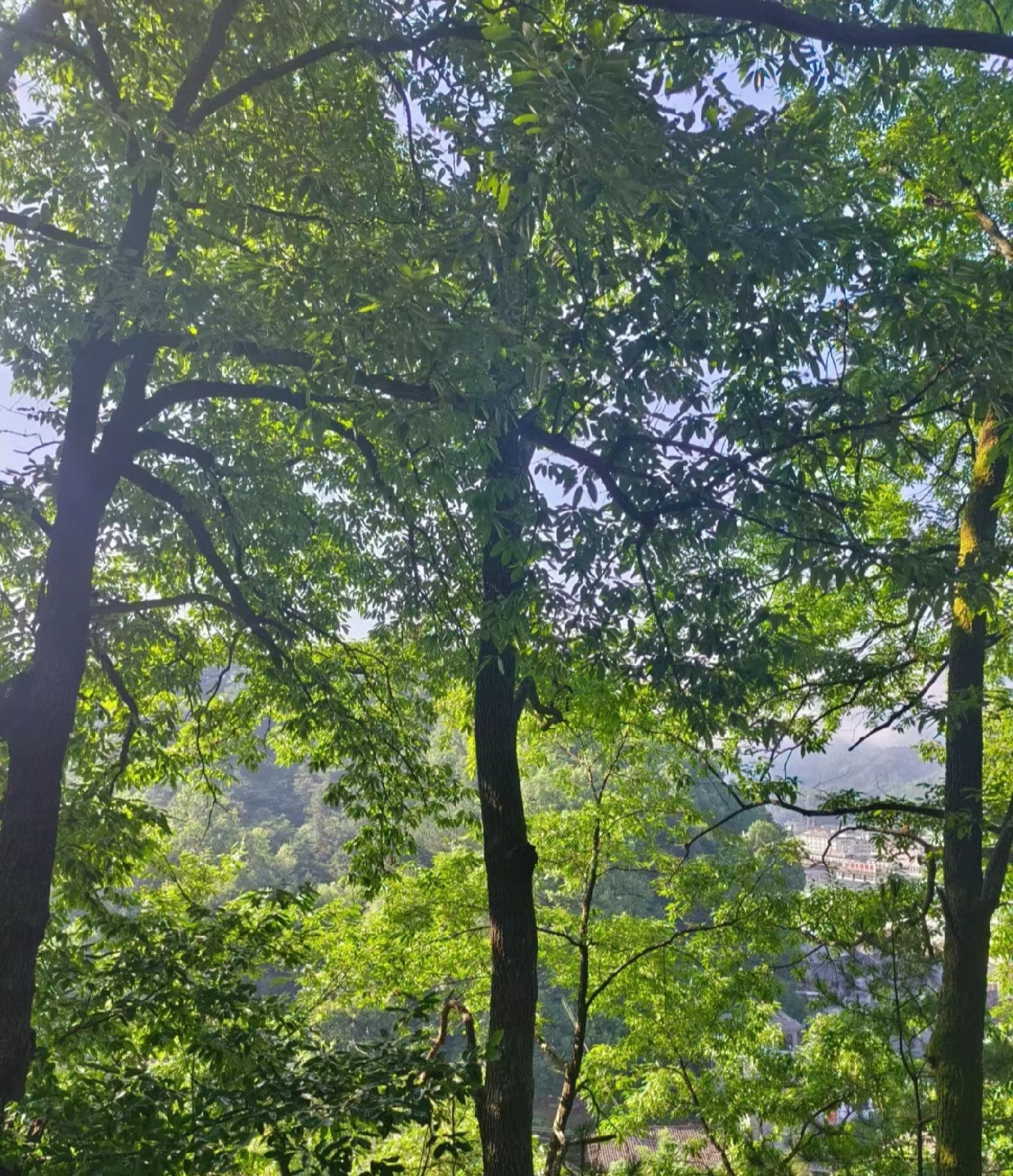 莲花山旅行图片 1