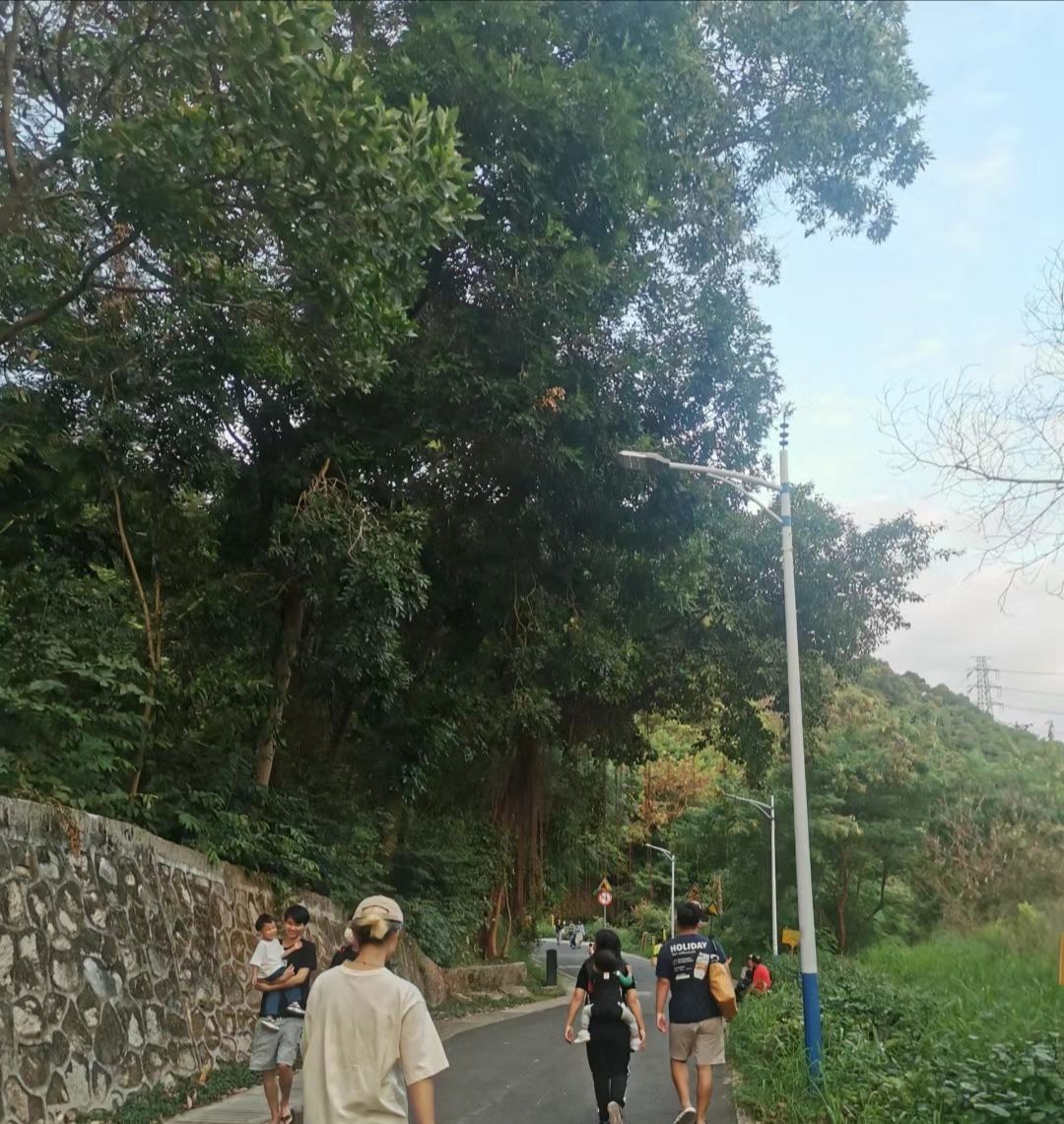莲花山旅行图片 3