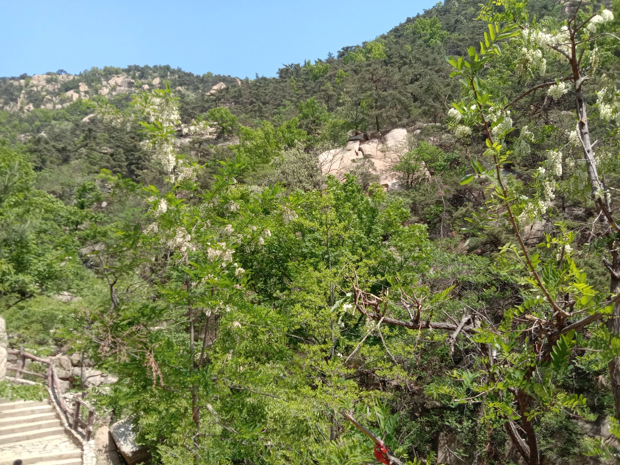 莲花山旅行图片 1