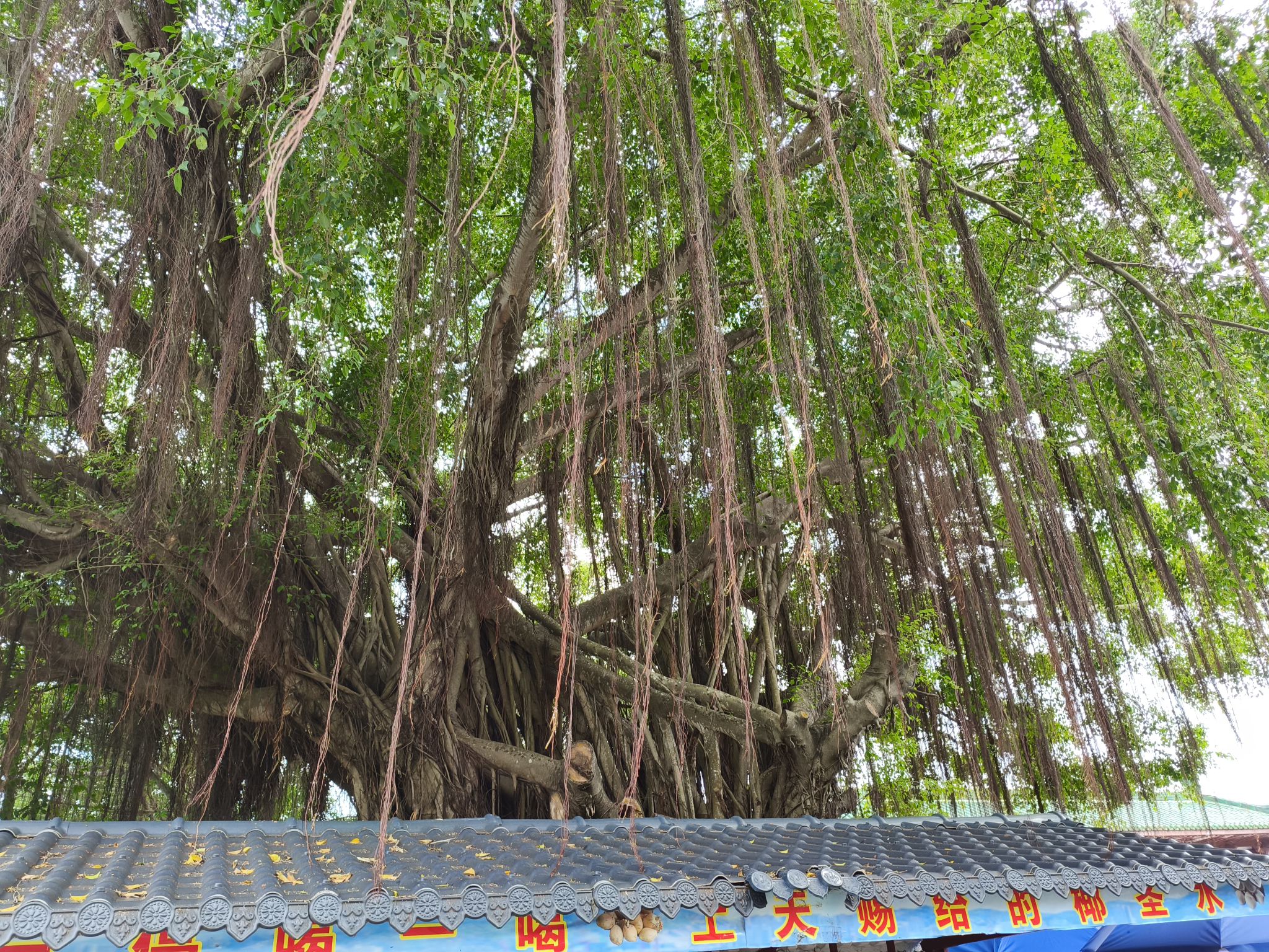 崖州湾海滩旅行图片 1