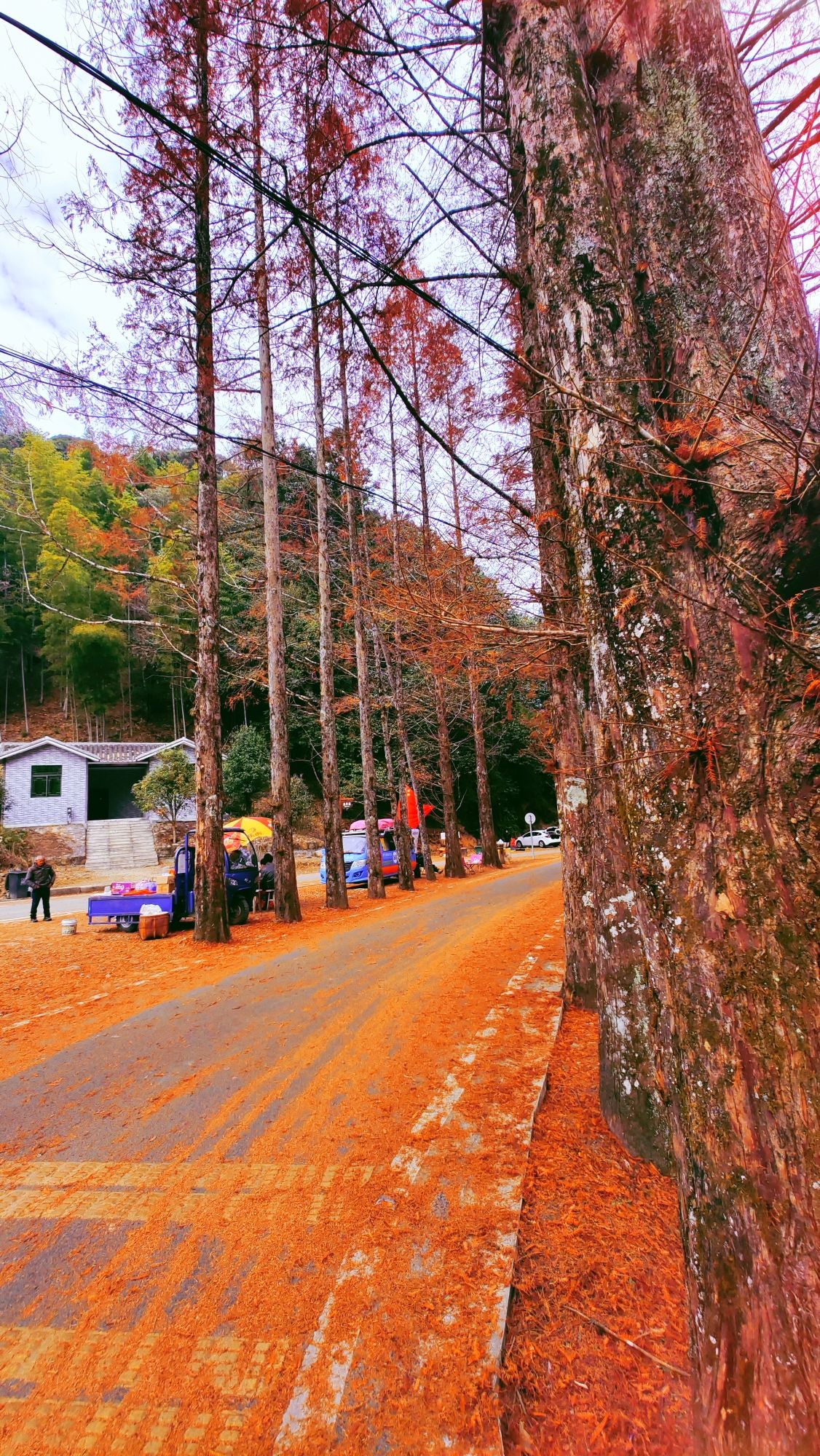 将乐龙栖山森林康养小镇旅行图片 3