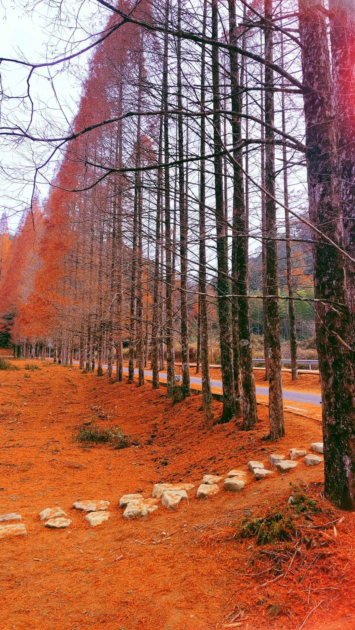 将乐龙栖山森林康养小镇旅行图片 2