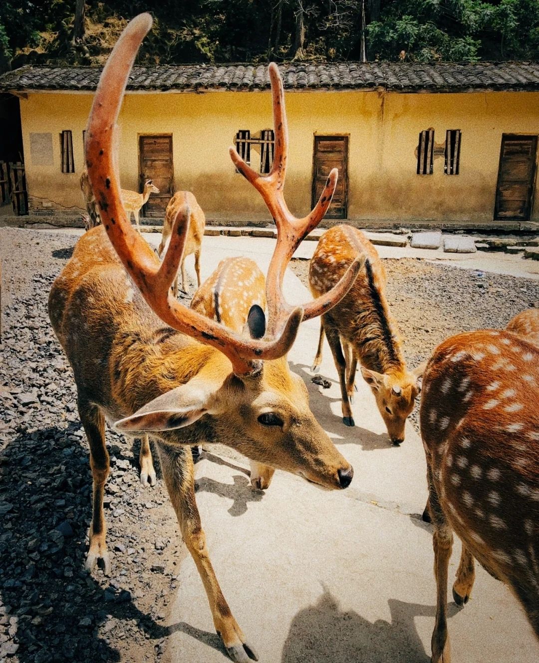 将乐龙栖山森林康养小镇旅行图片 2