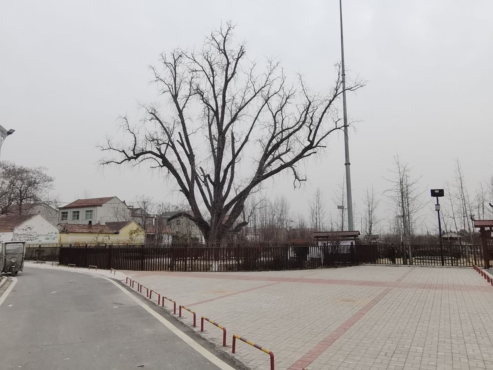 千年古银杏园旅行图片 1