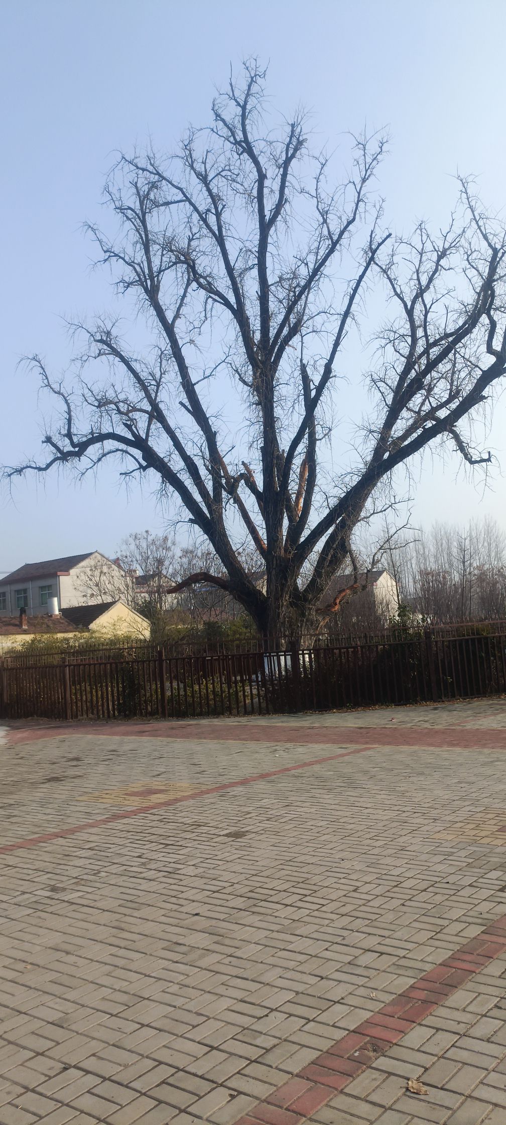 千年古银杏园旅行图片 2