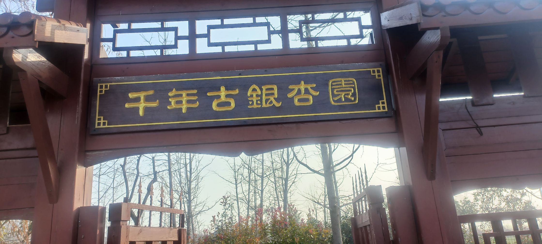 千年古银杏园旅行图片 1