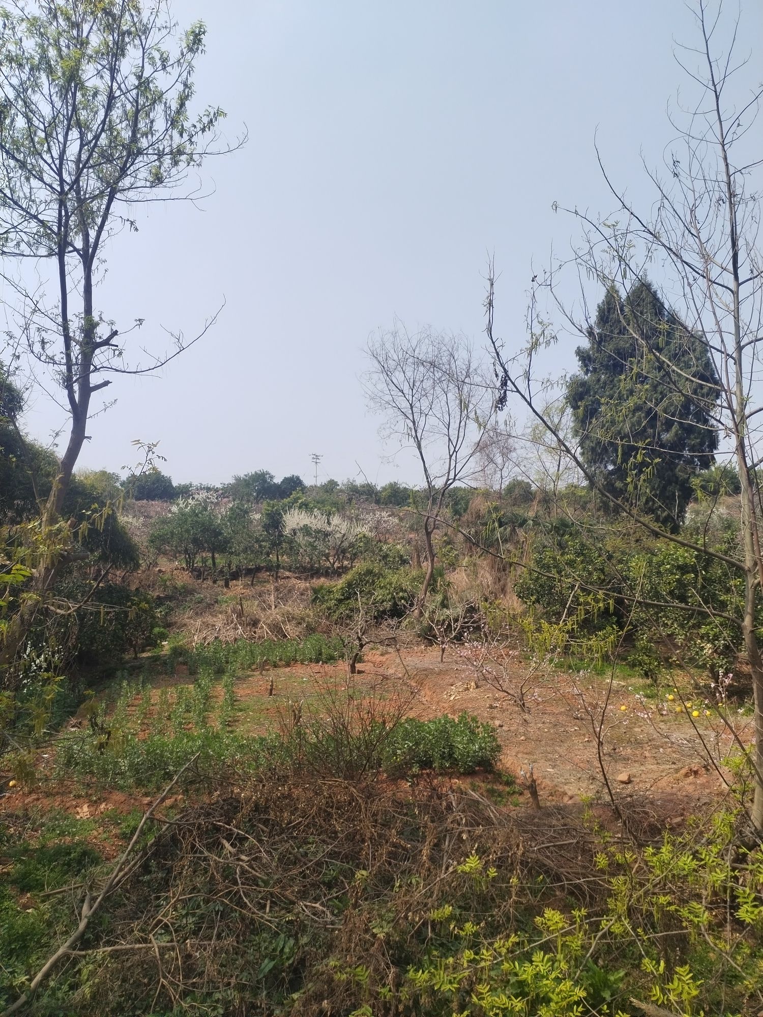 松林桃花山旅行图片 1
