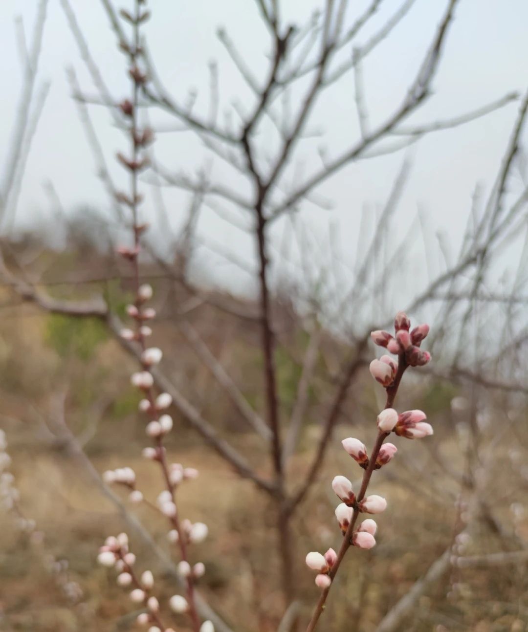 松林桃花山旅行图片 1
