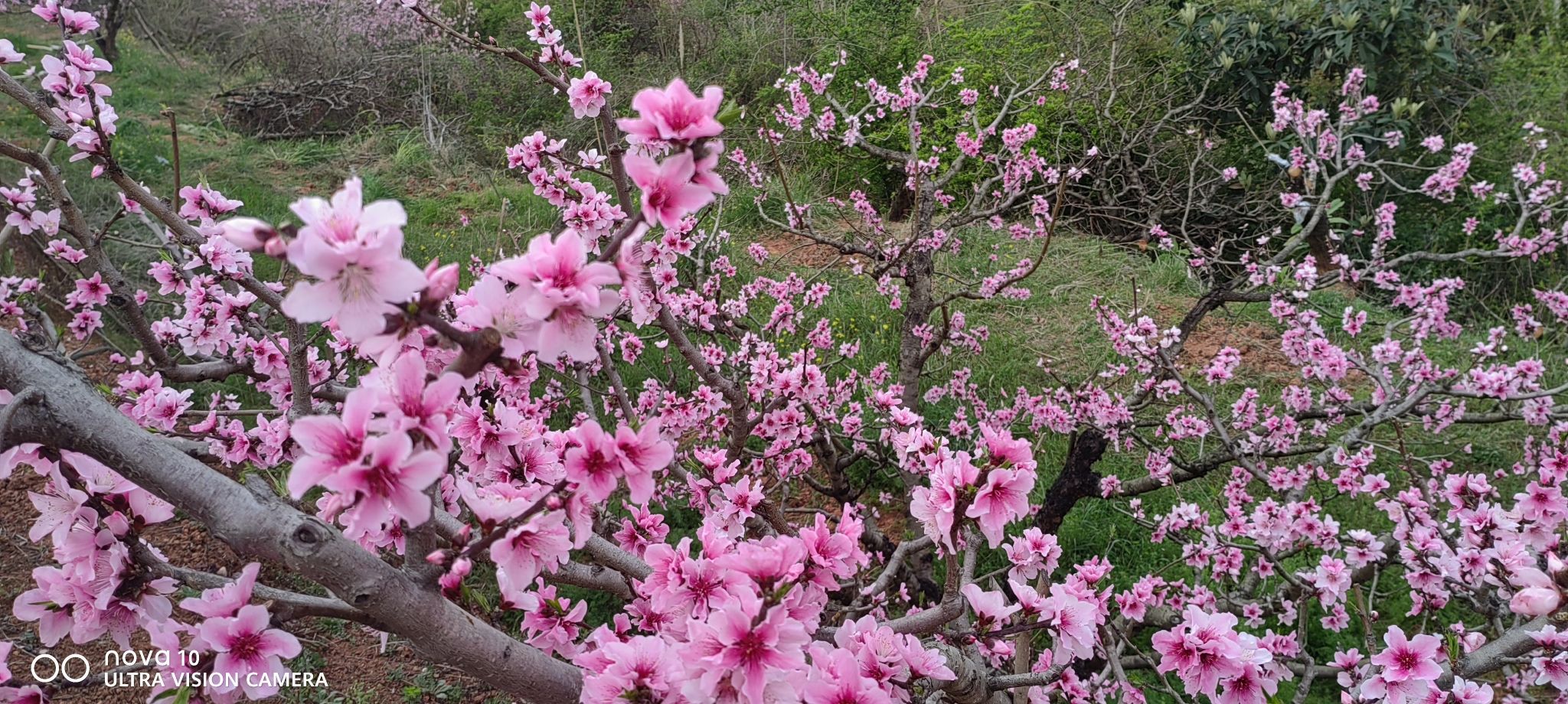 松林桃花山旅行图片