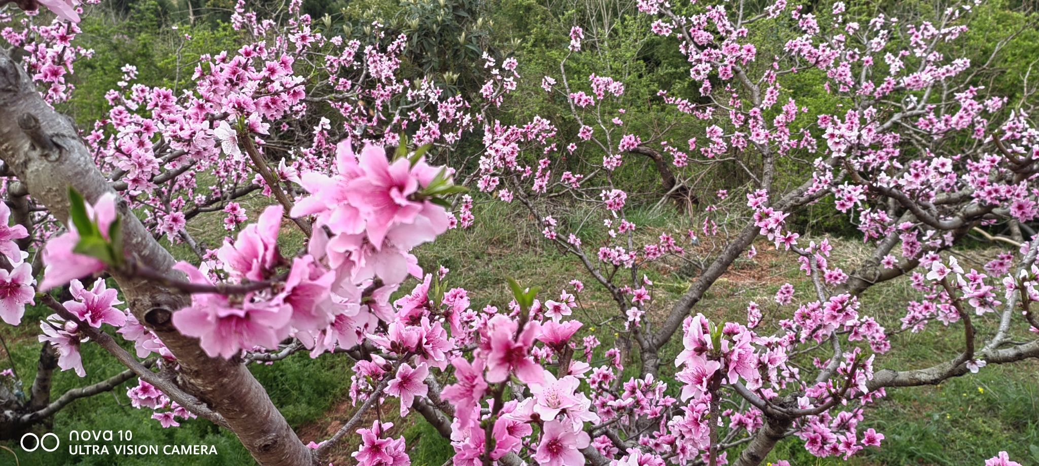 松林桃花山旅行图片 2