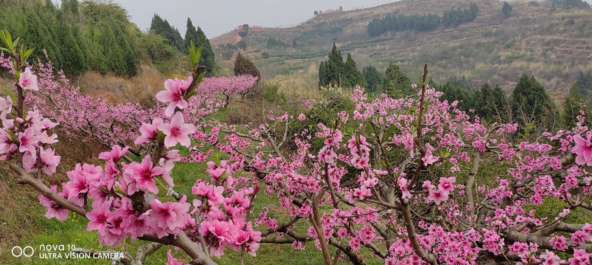 松林桃花山旅行图片 3