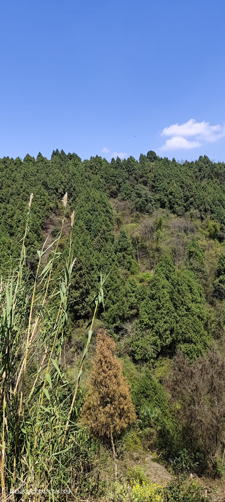 松林桃花山旅行图片 1
