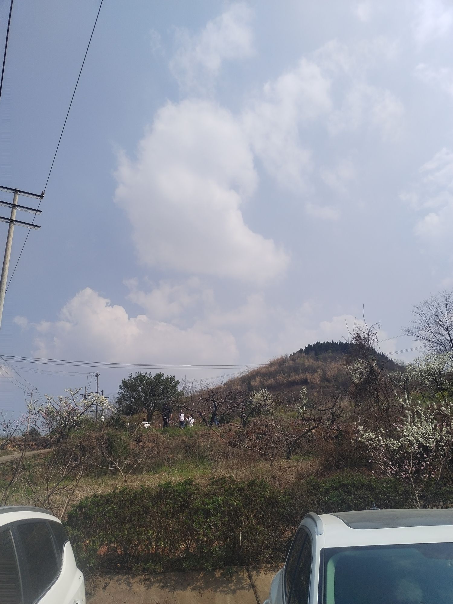 松林桃花山旅行图片 3
