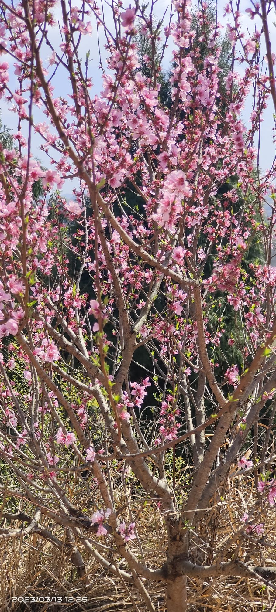 松林桃花山旅行图片 2