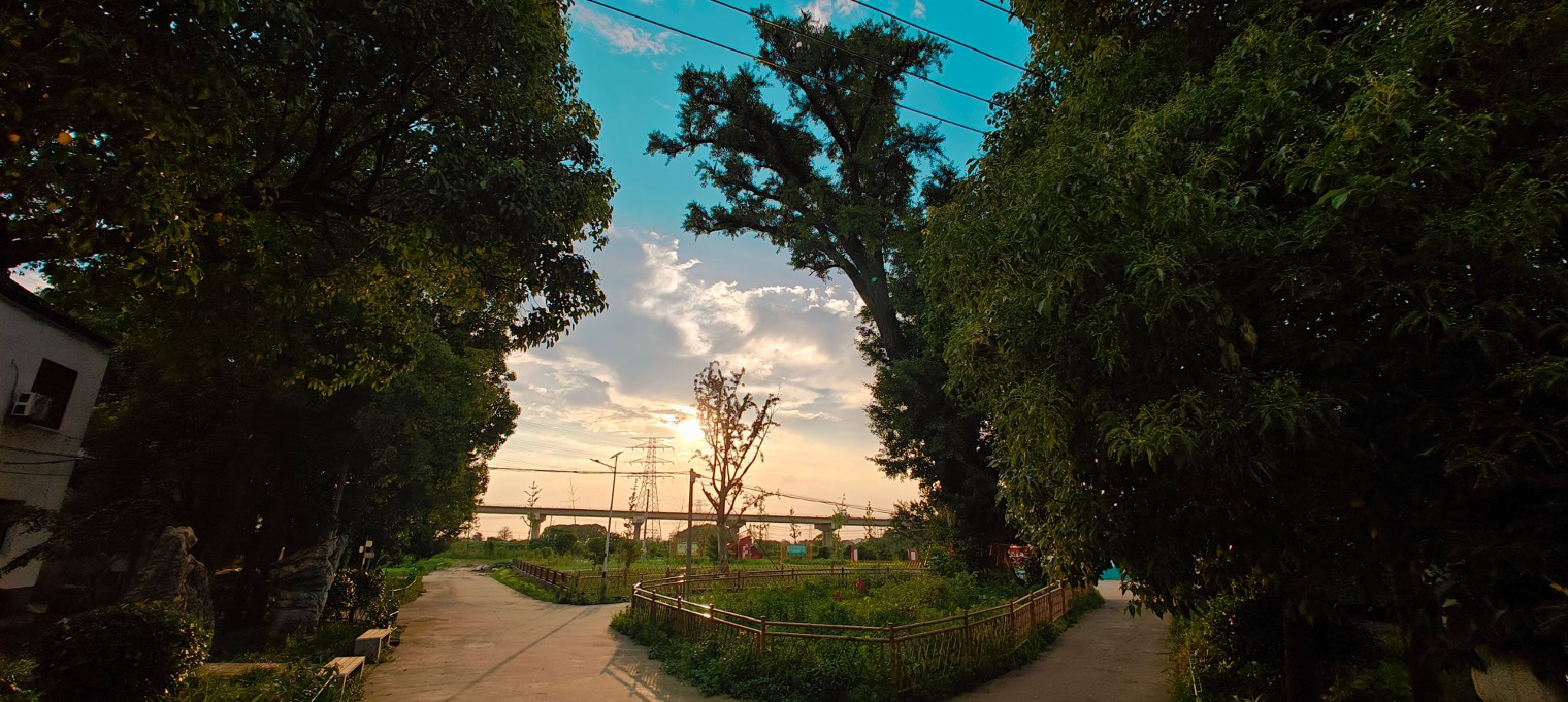 银杏古树旅行图片 1