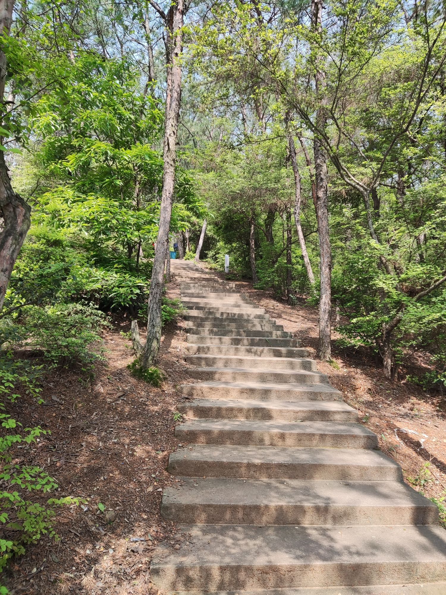 仰天岗登山步道旅行图片 1