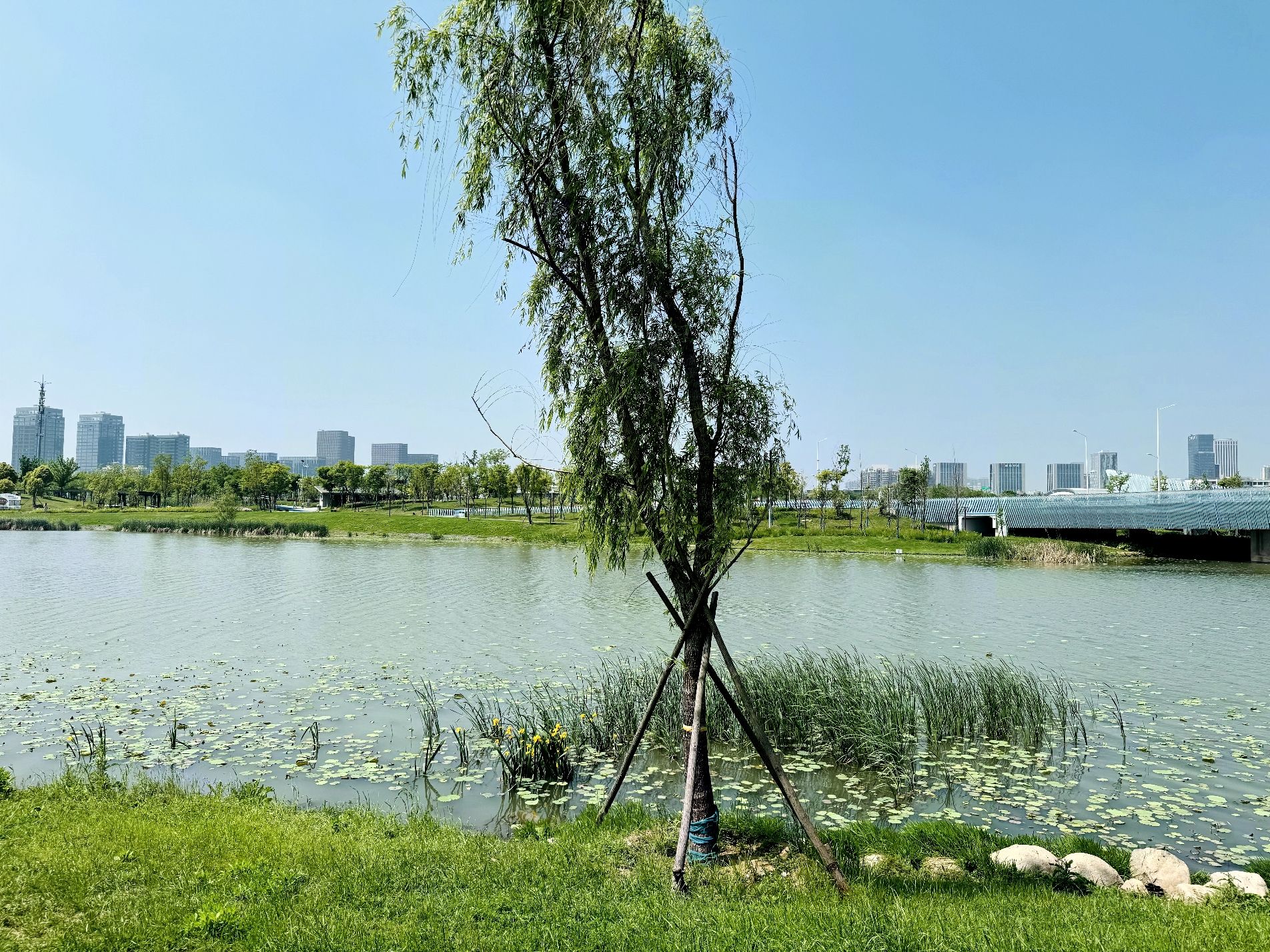 九龙湖南湖公园旅行图片 3