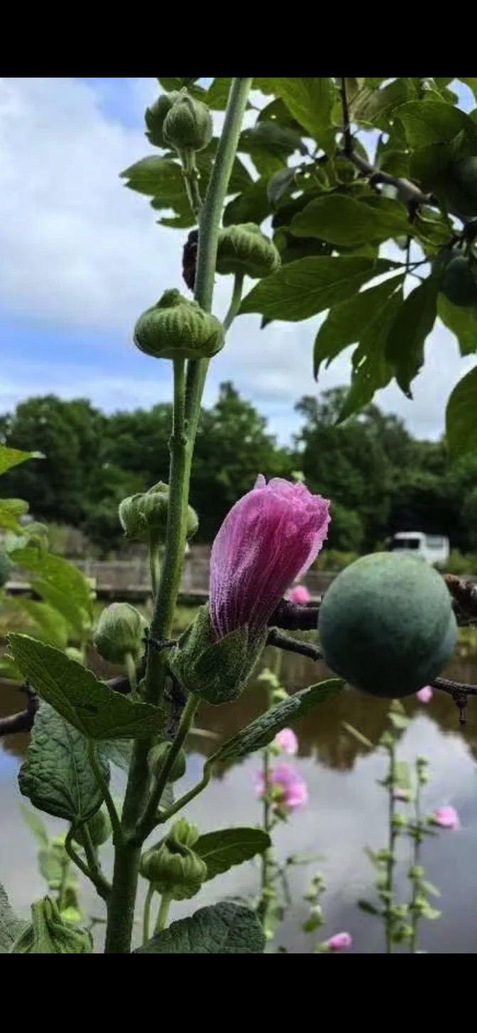 锦江木屋广场旅行图片 1