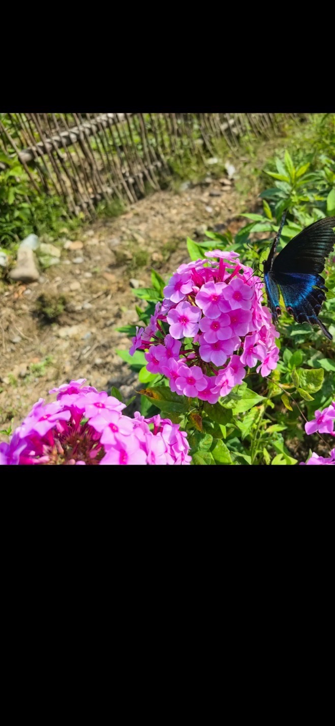 锦江木屋广场旅行图片 2
