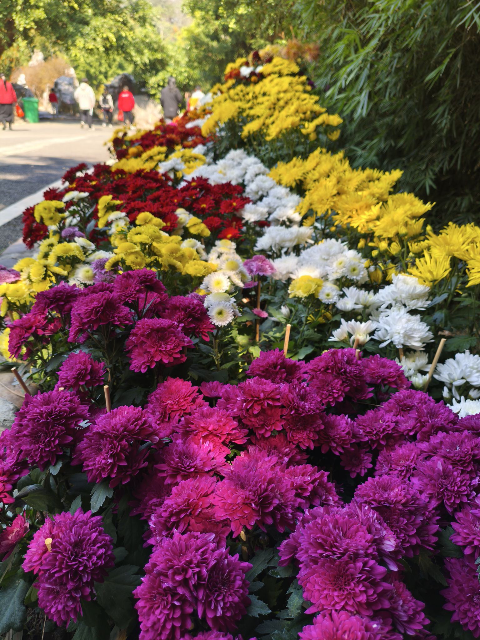 高州岭南凤凰园旅行图片 3