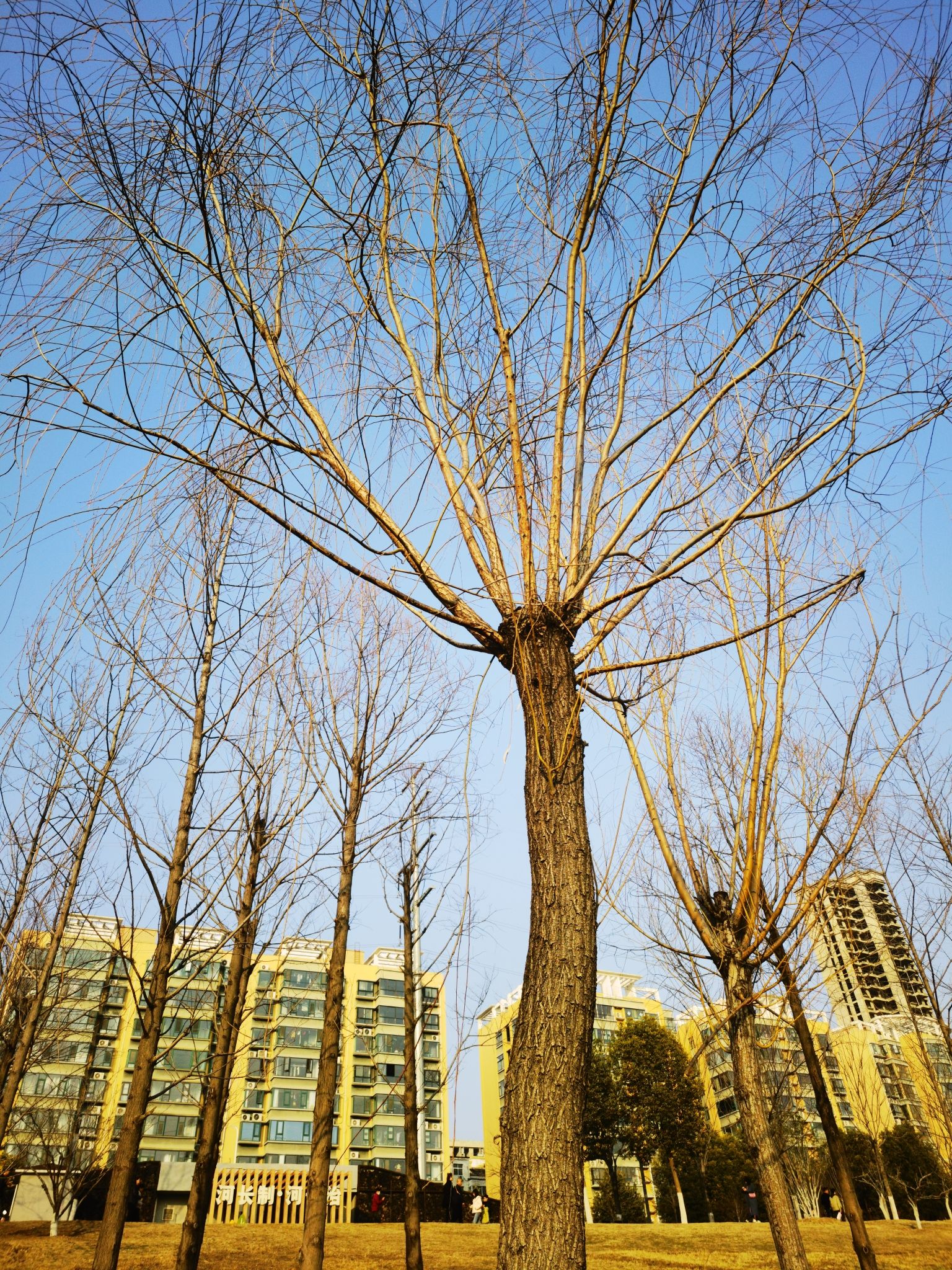 乌江河口公园旅行图片 3