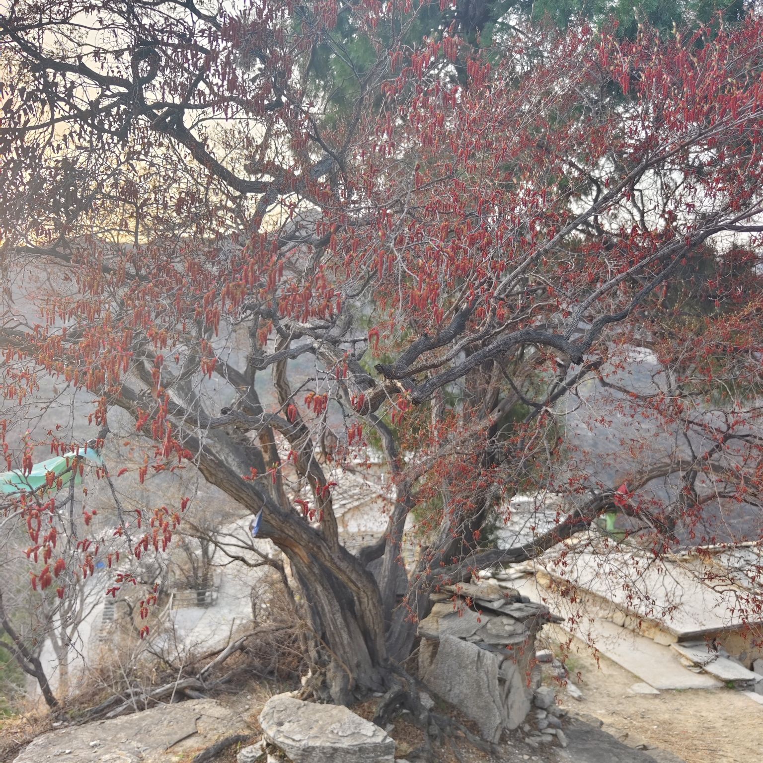 岳家寨景区旅行图片 2