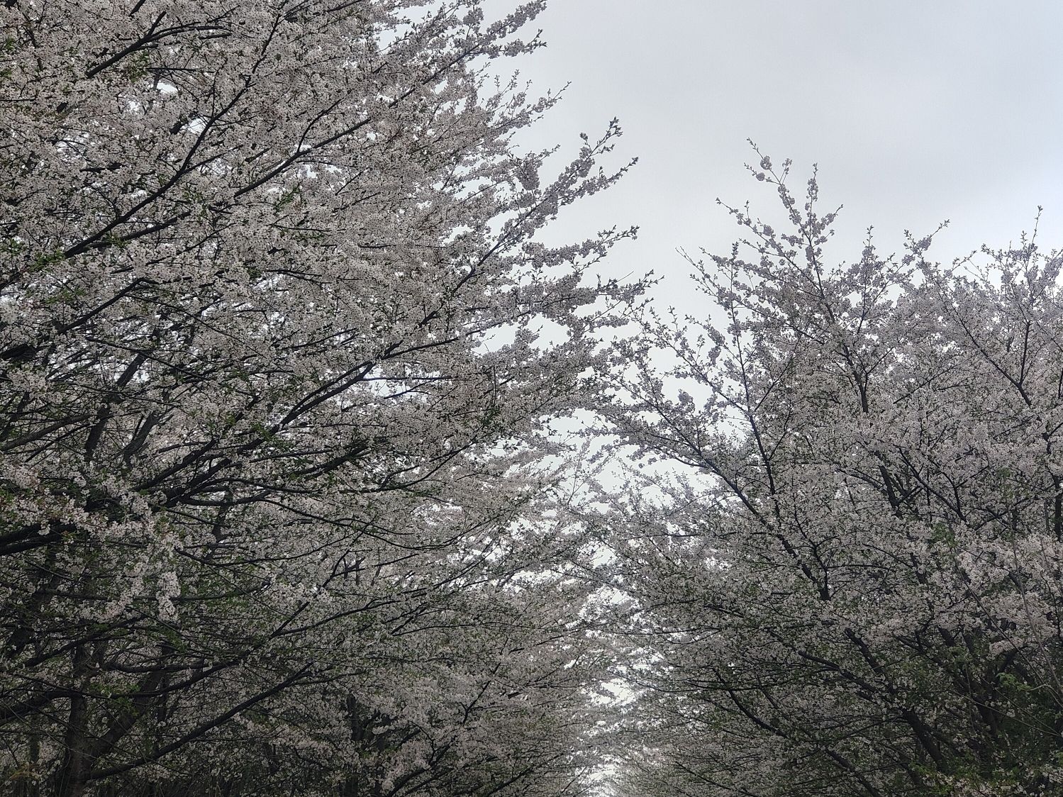 红旗桥旅行图片 2