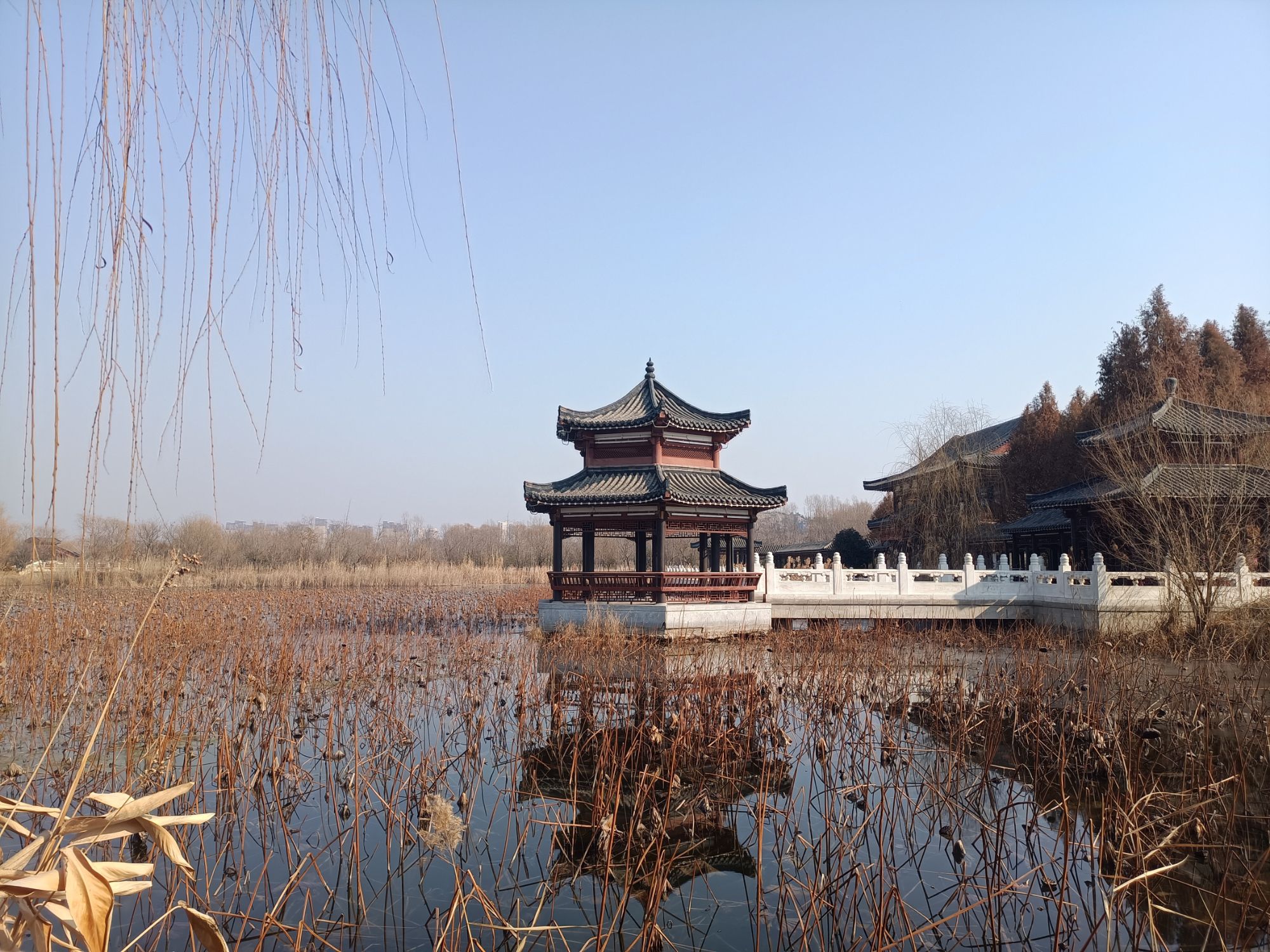 南湖公园-荷塘