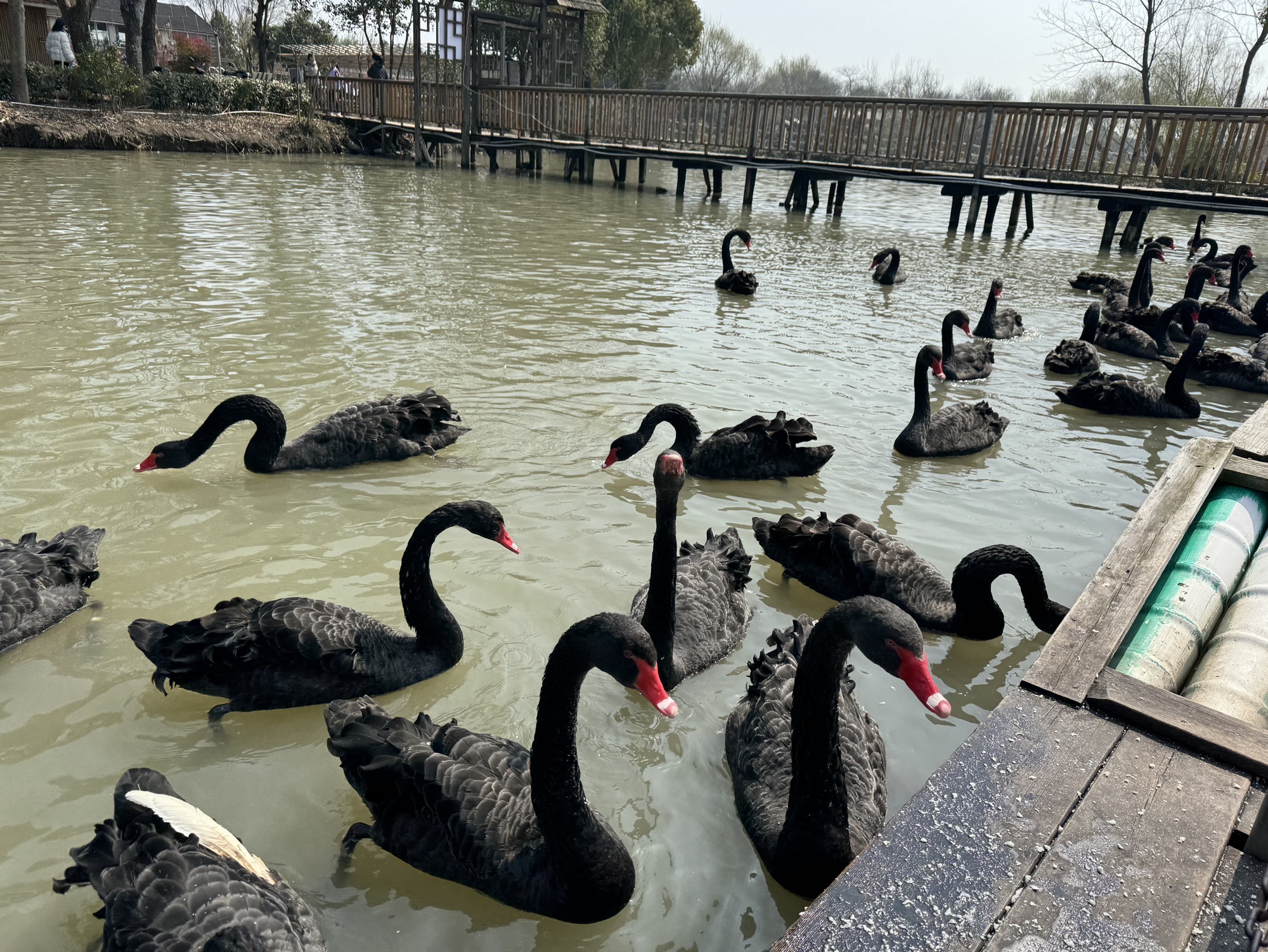 大千天鹅湖旅行图片 3