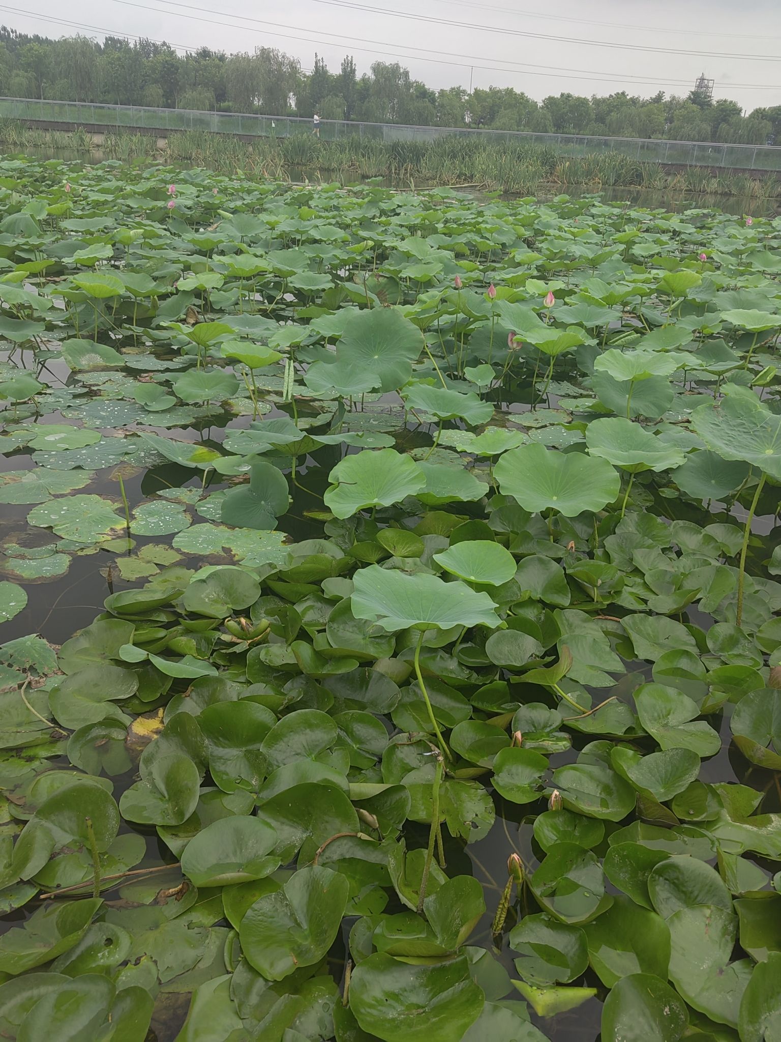 洙水河人工湿地旅行图片 3