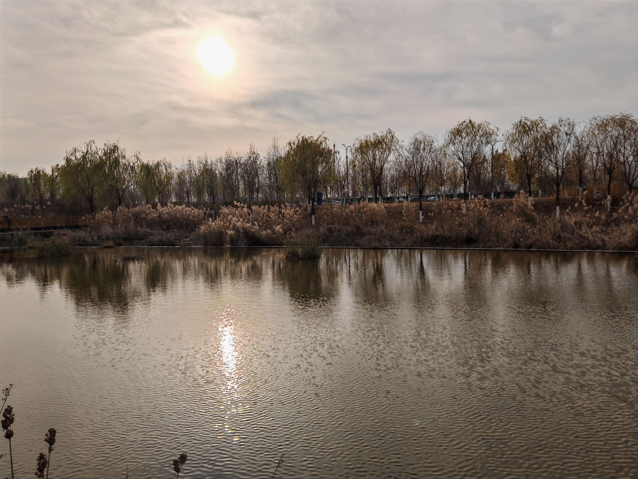 洙水河人工湿地旅行图片 3