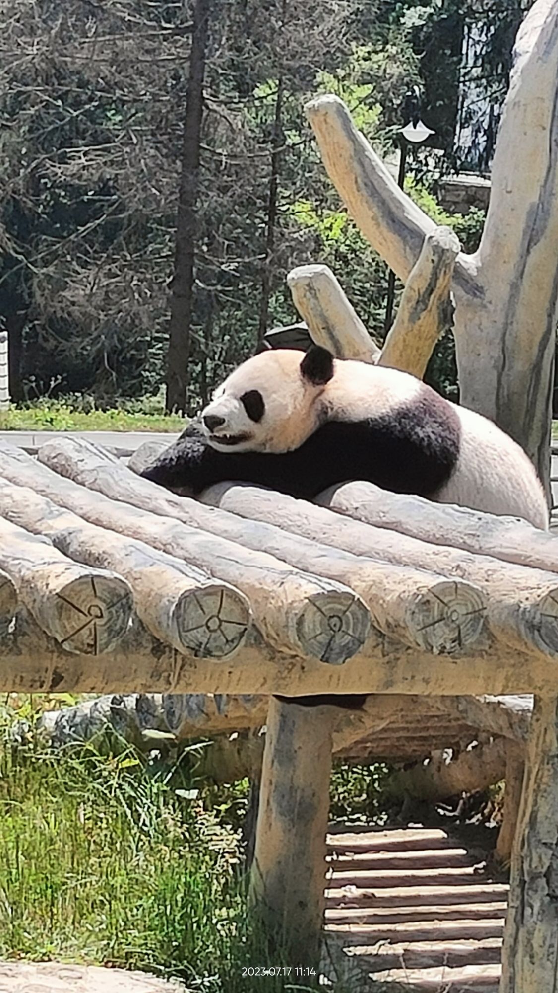 九寨沟甲勿海大熊猫保护研究园旅行图片 2