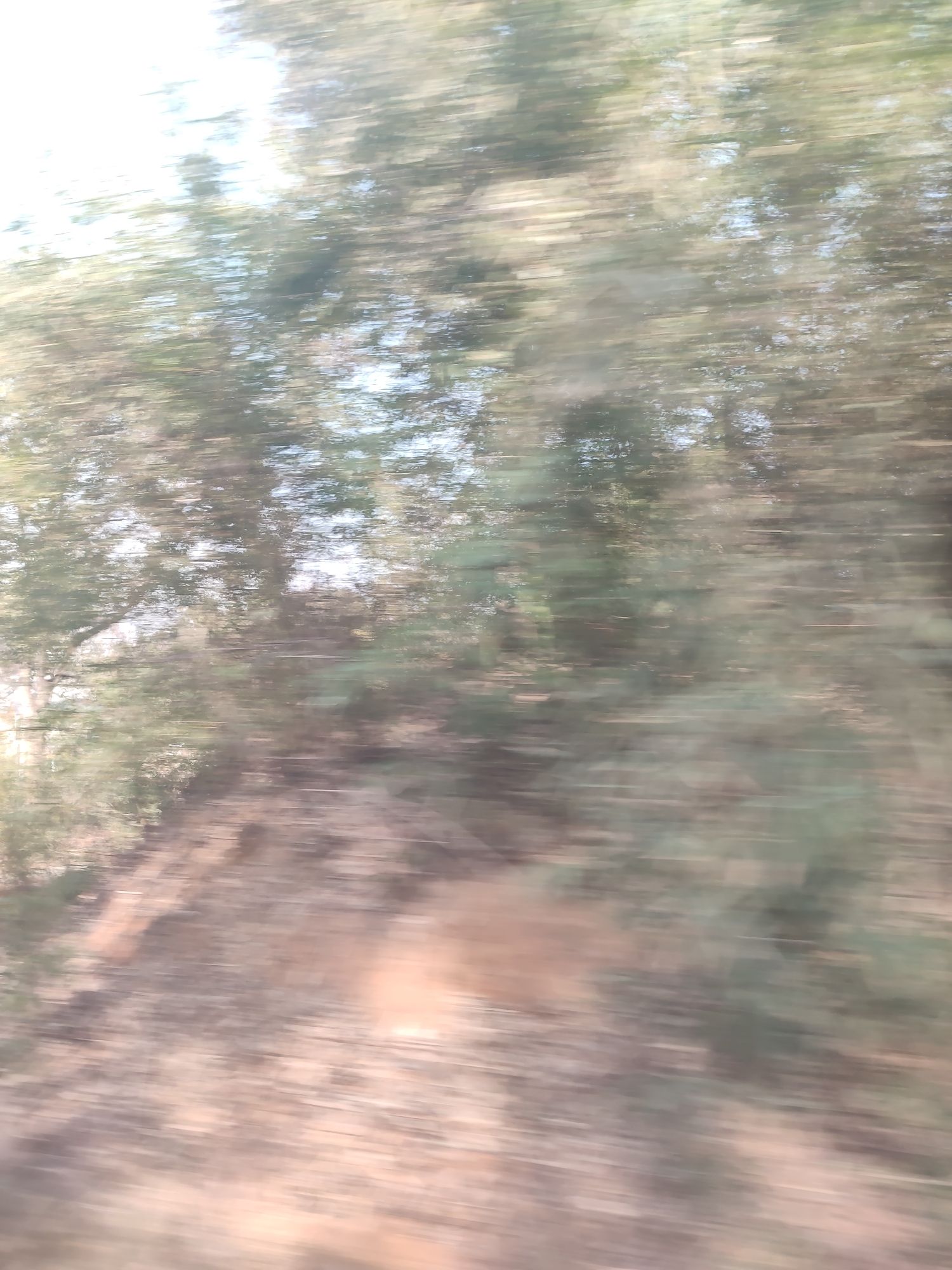 津市毛里湖植物园旅行图片 3