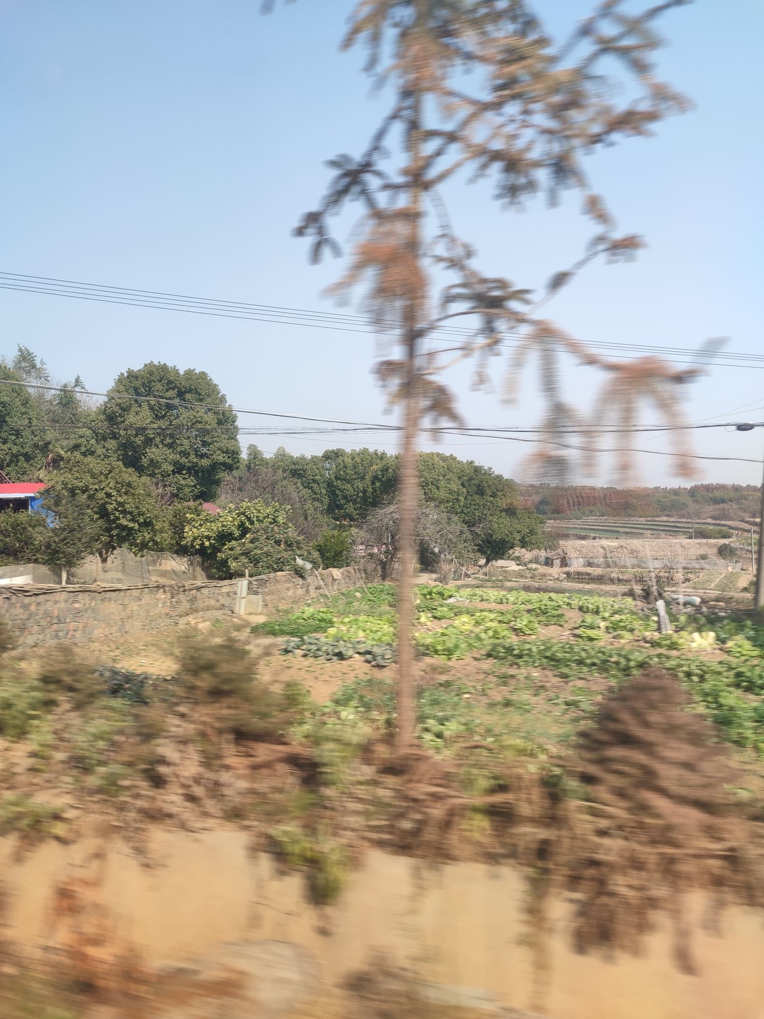 津市毛里湖植物园旅行图片 2