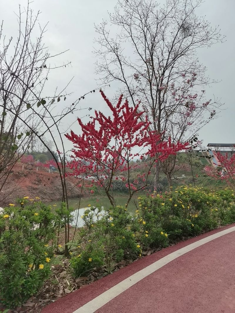 龙湖水香旅行图片 1