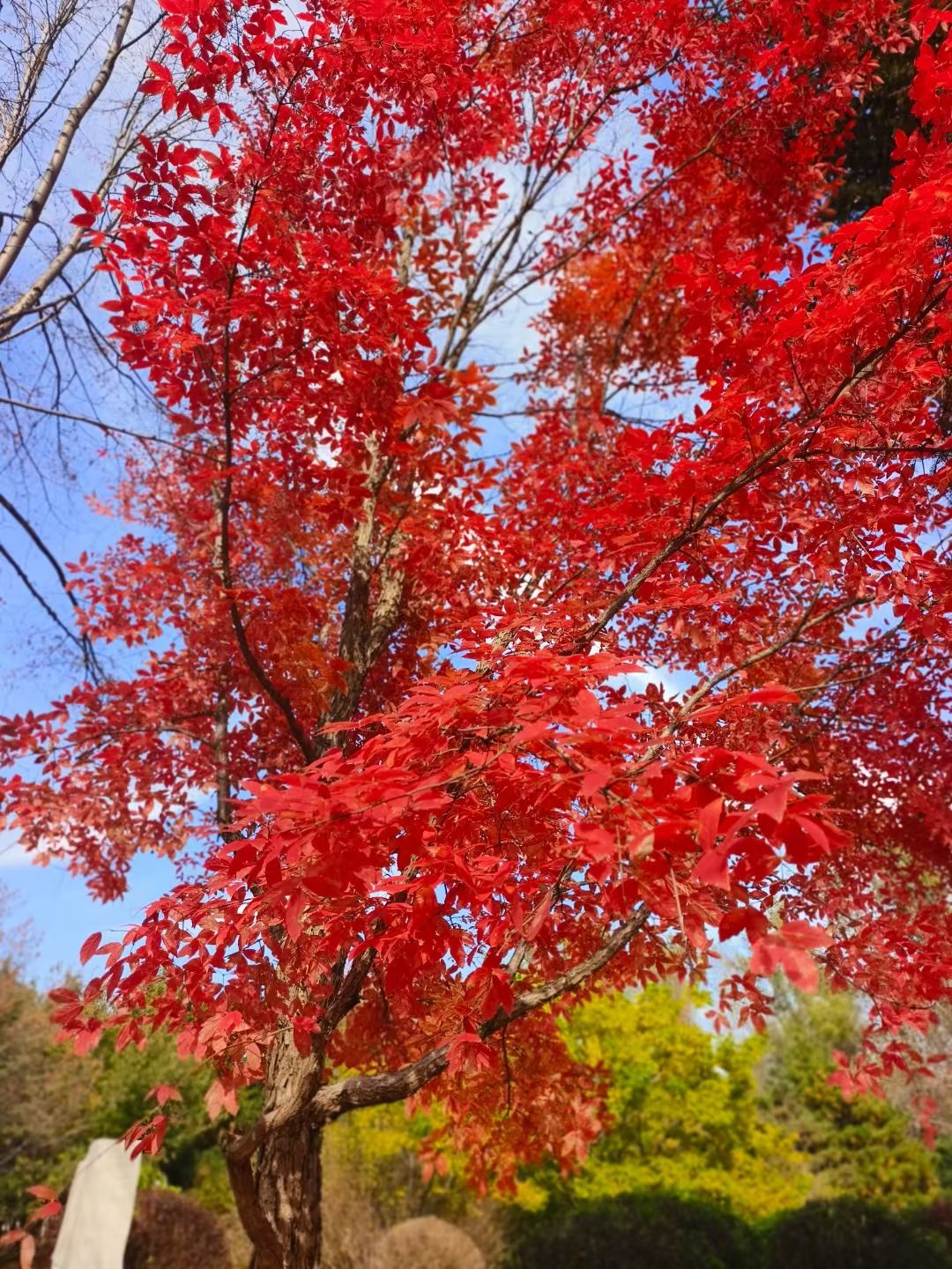 四平大架山森林公园旅行图片 1