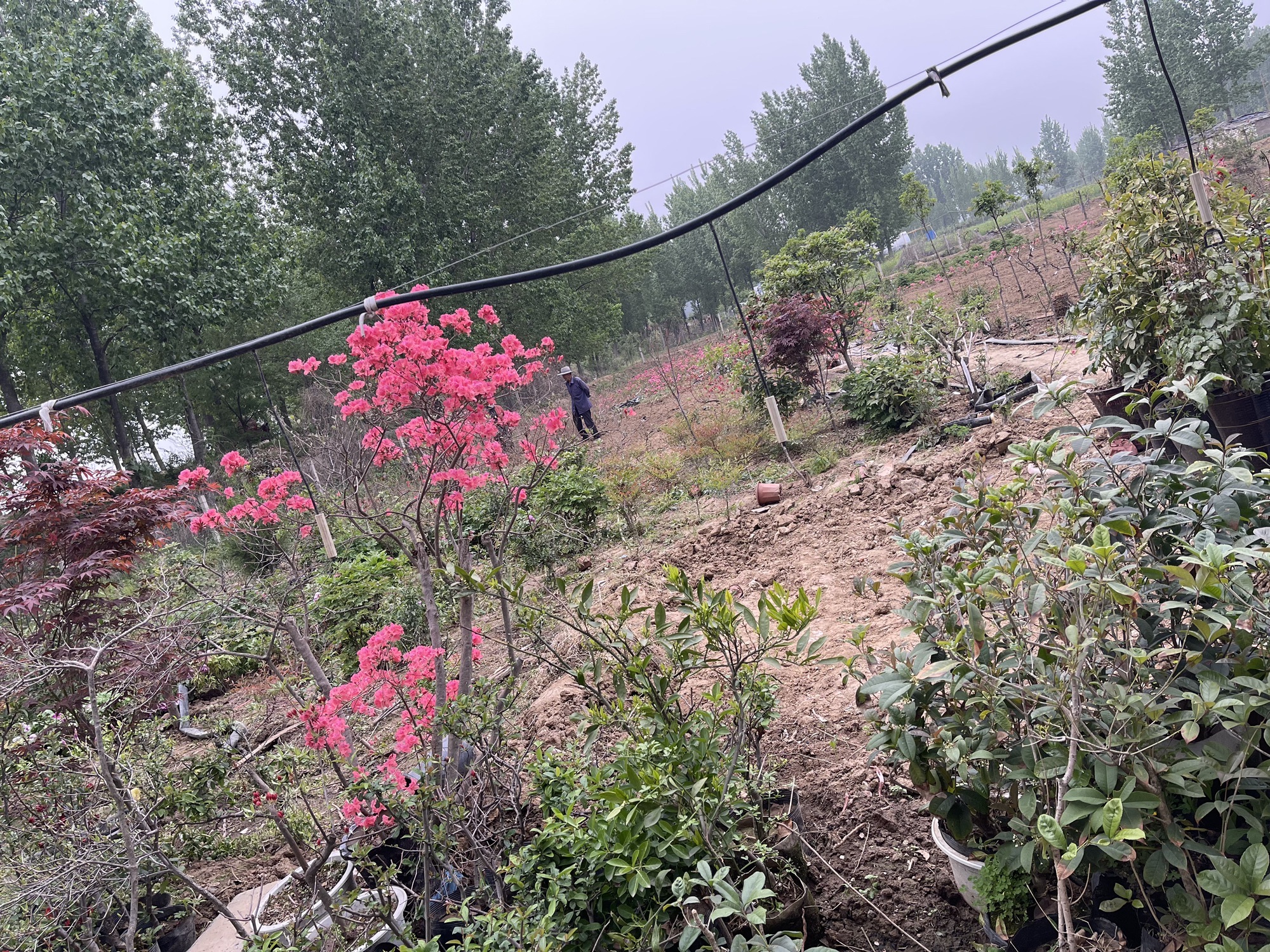 鲁山滨河公园旅行图片 1