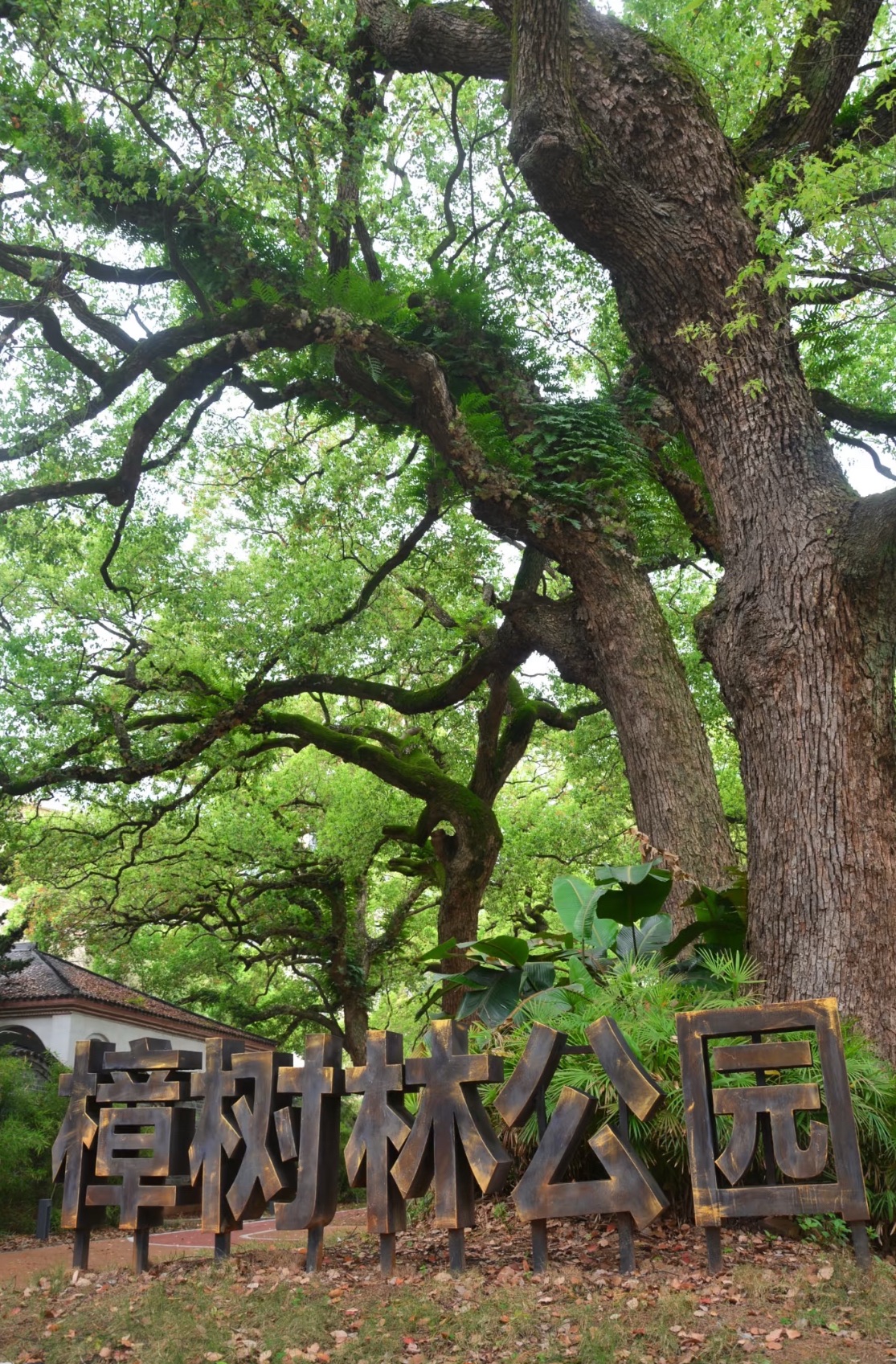 樟树林公园旅行图片 1
