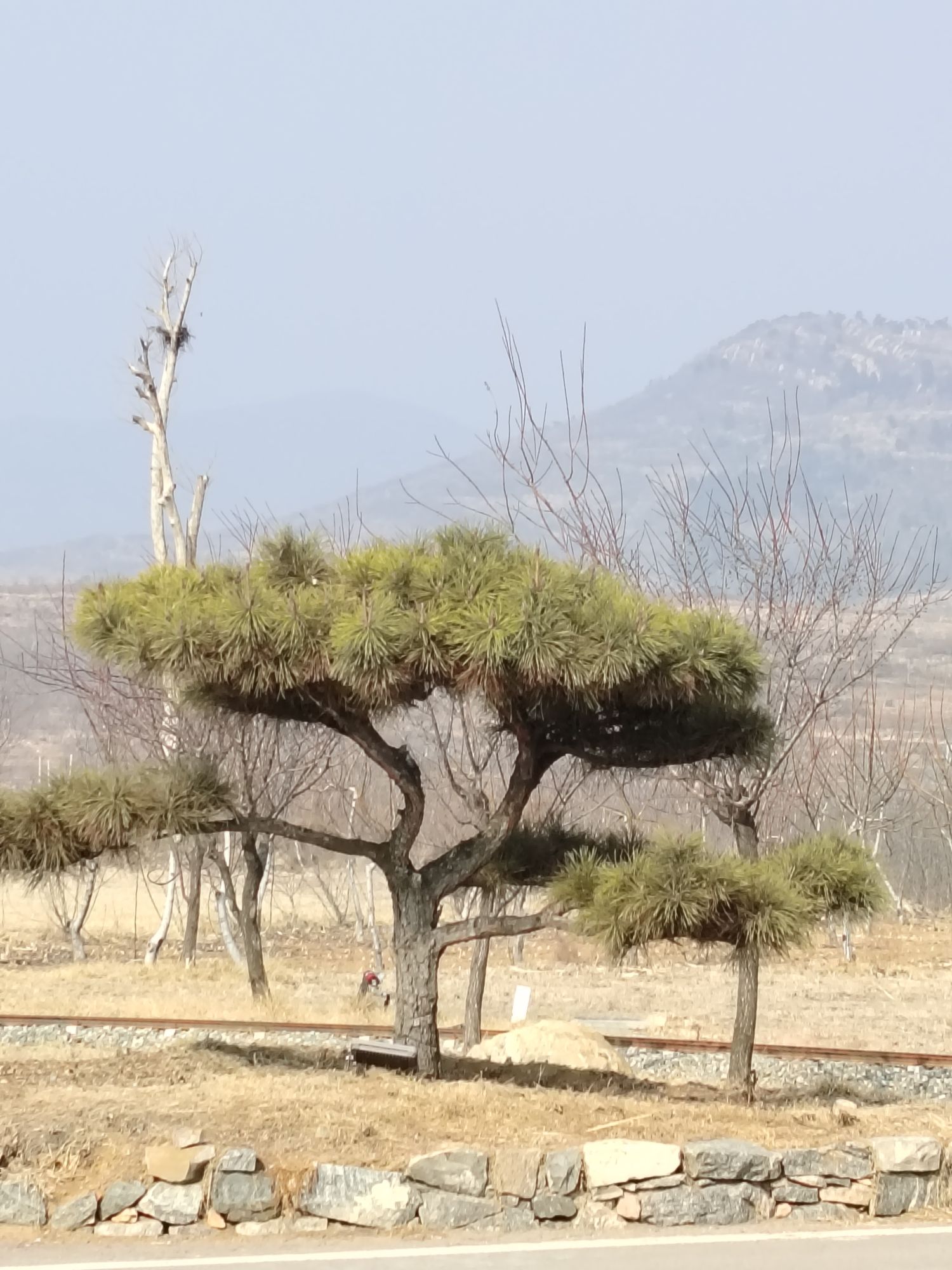 潮泉天鹅湖旅行图片 2