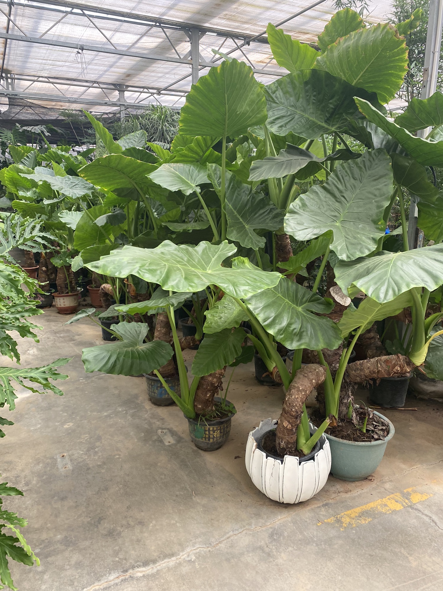 绿植花卉集散分拔中心