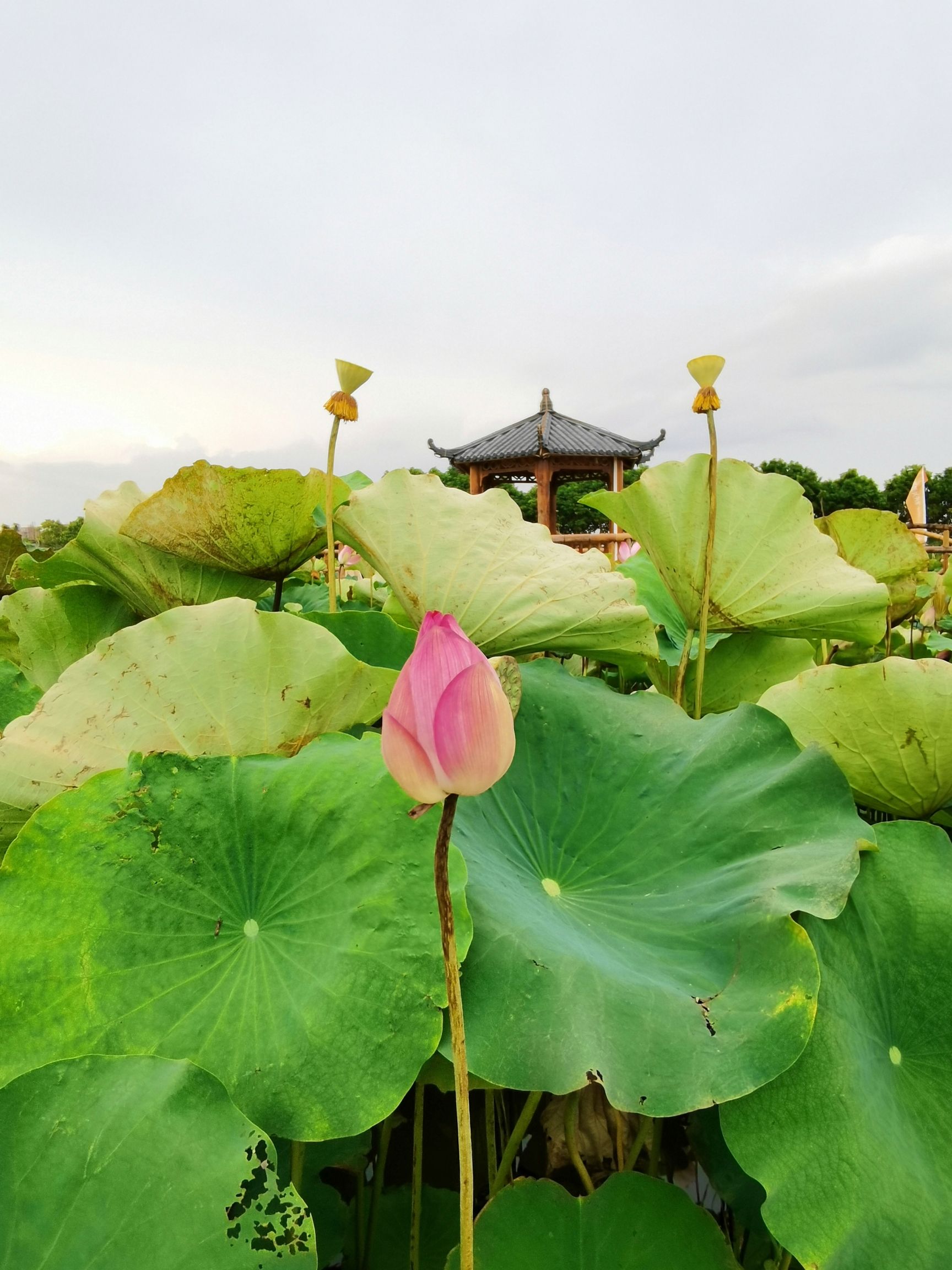 潮府盛莲生态园旅行图片 3