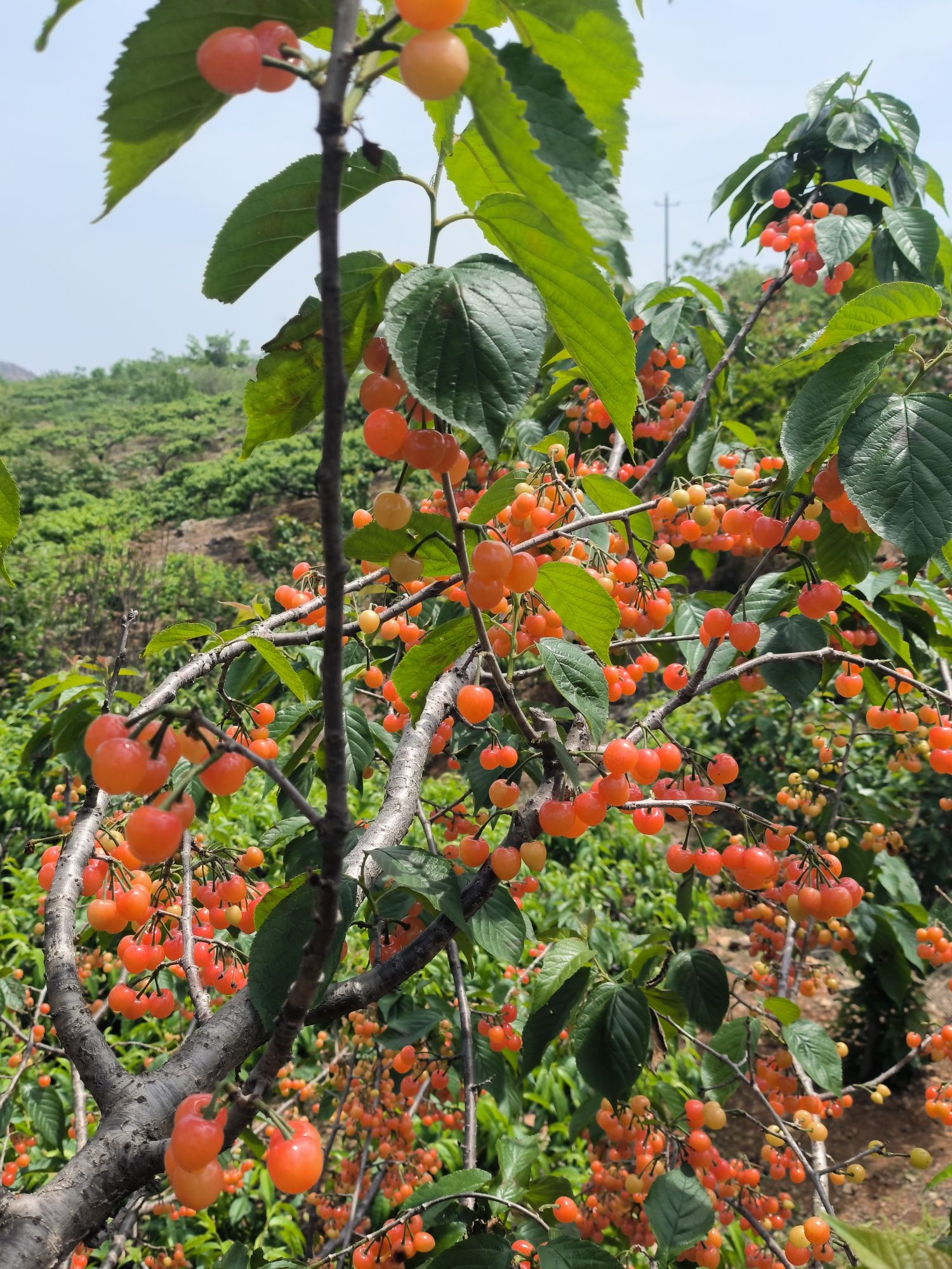 十里桃花观赏采摘点旅行图片 1