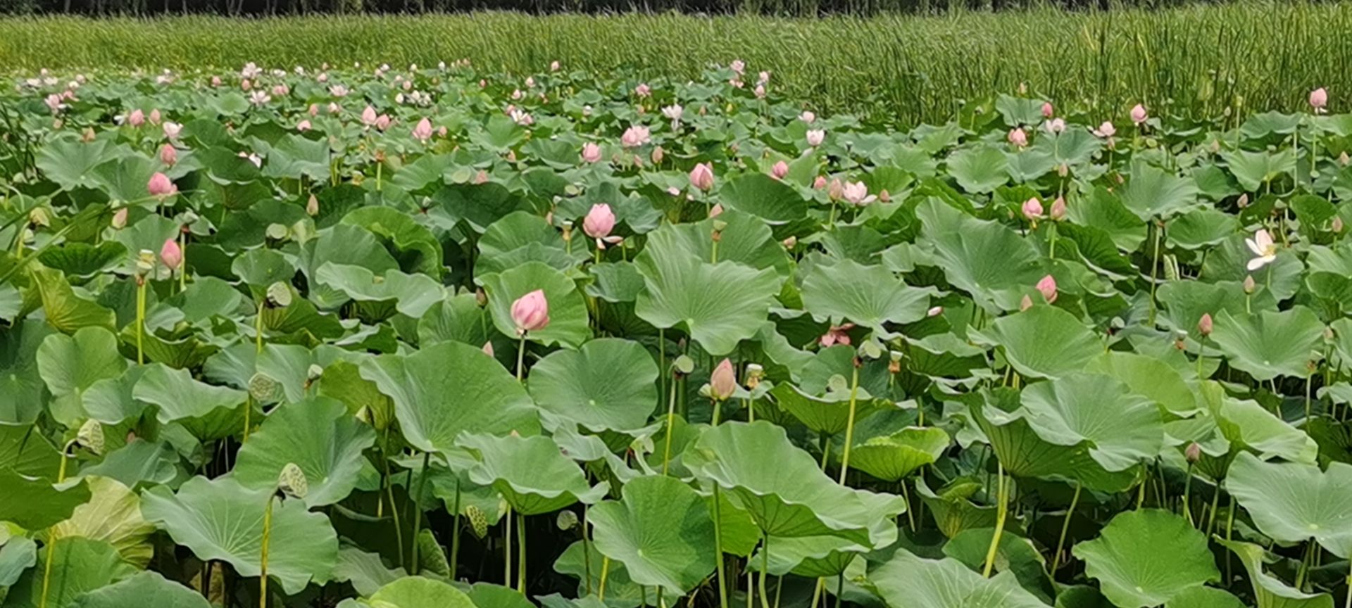 大王甫荷花池旅行图片 3
