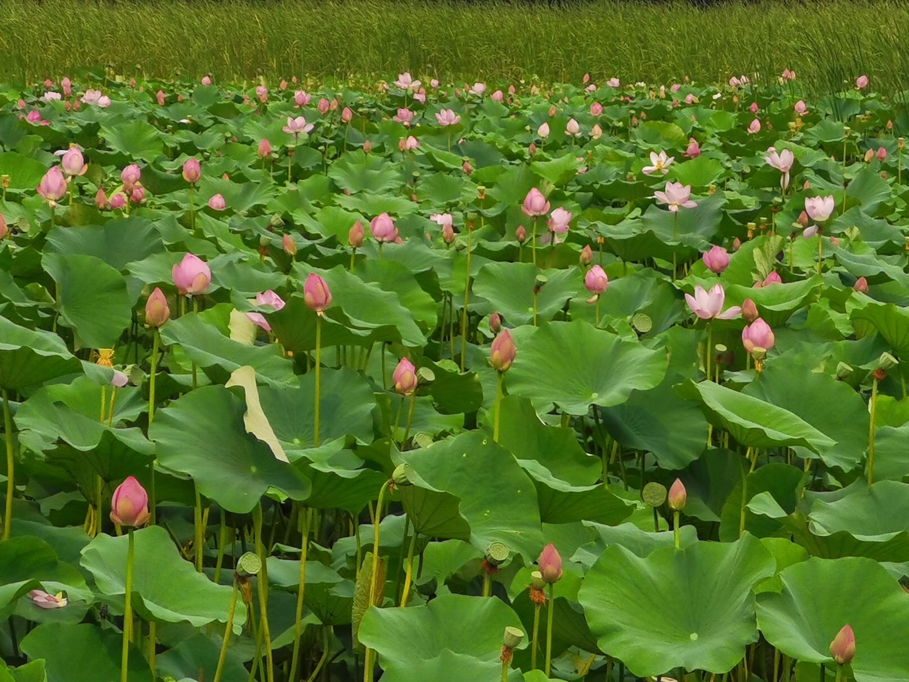 大王甫荷花池旅行图片 2
